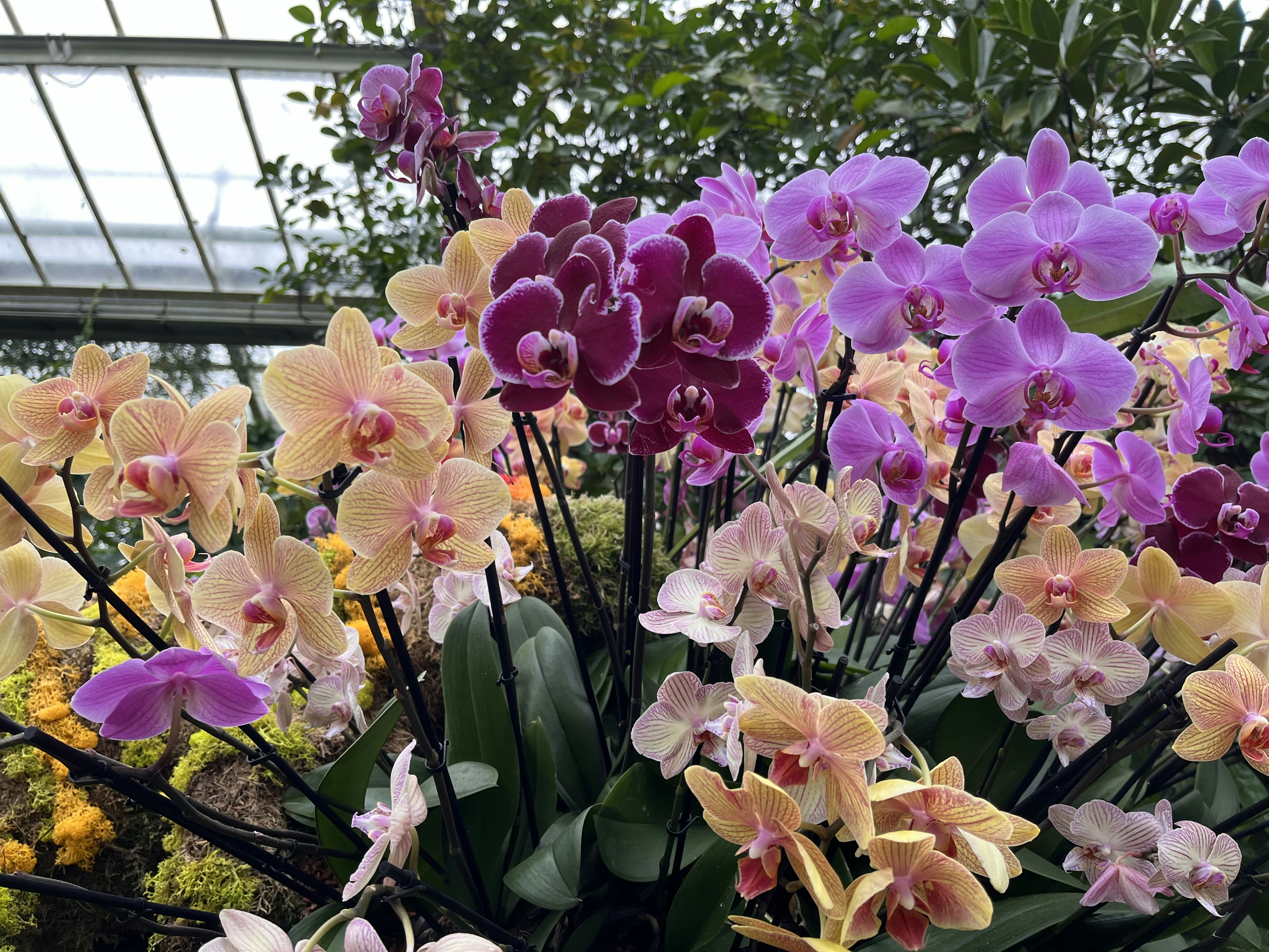 Bunte Orchideen blühen in einem Gewächshaus