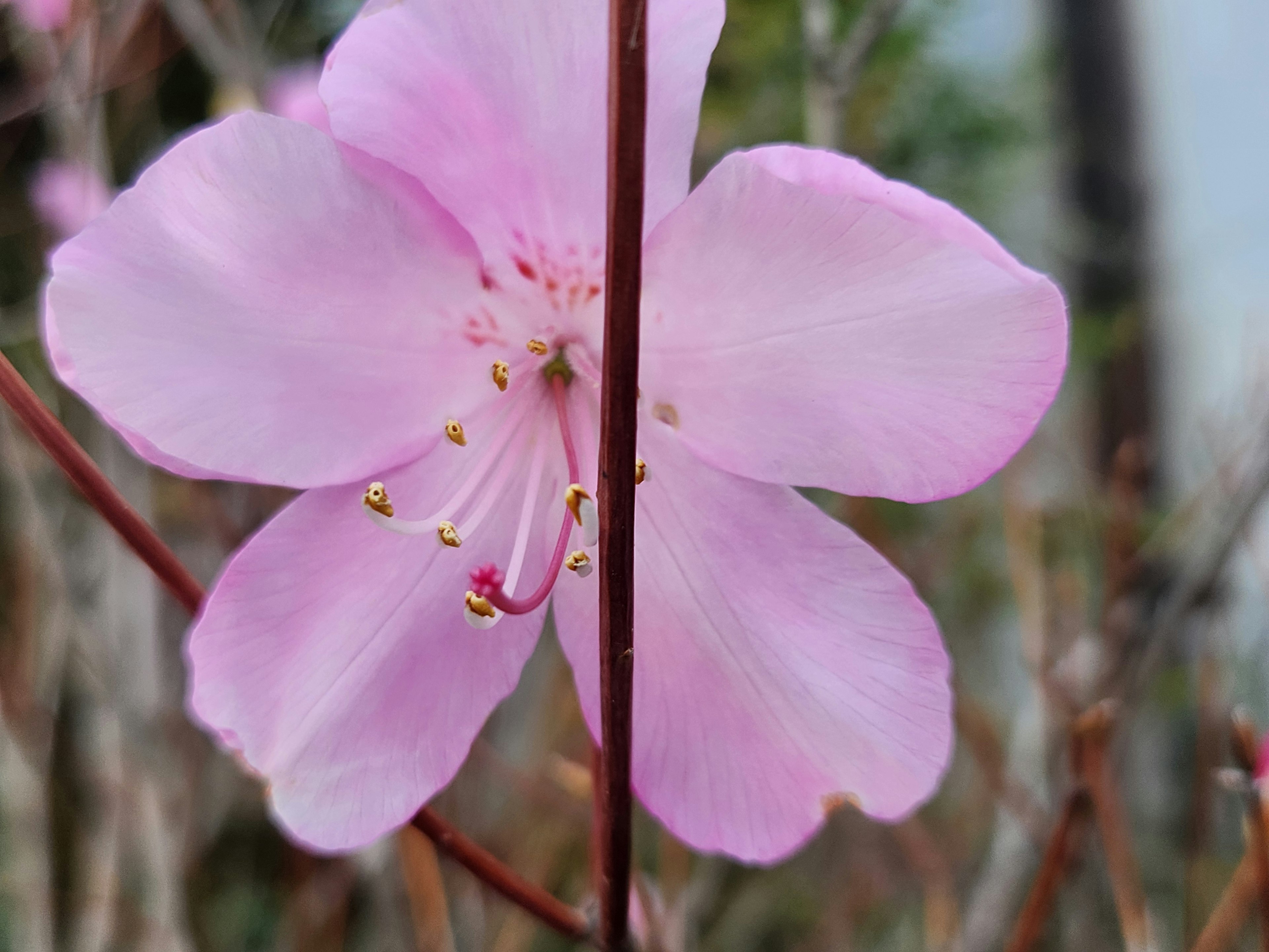 Primo piano di un fiore con petali rosa chiaro Uno stelo marrone sottile è al centro Il fiore presenta stami gialli