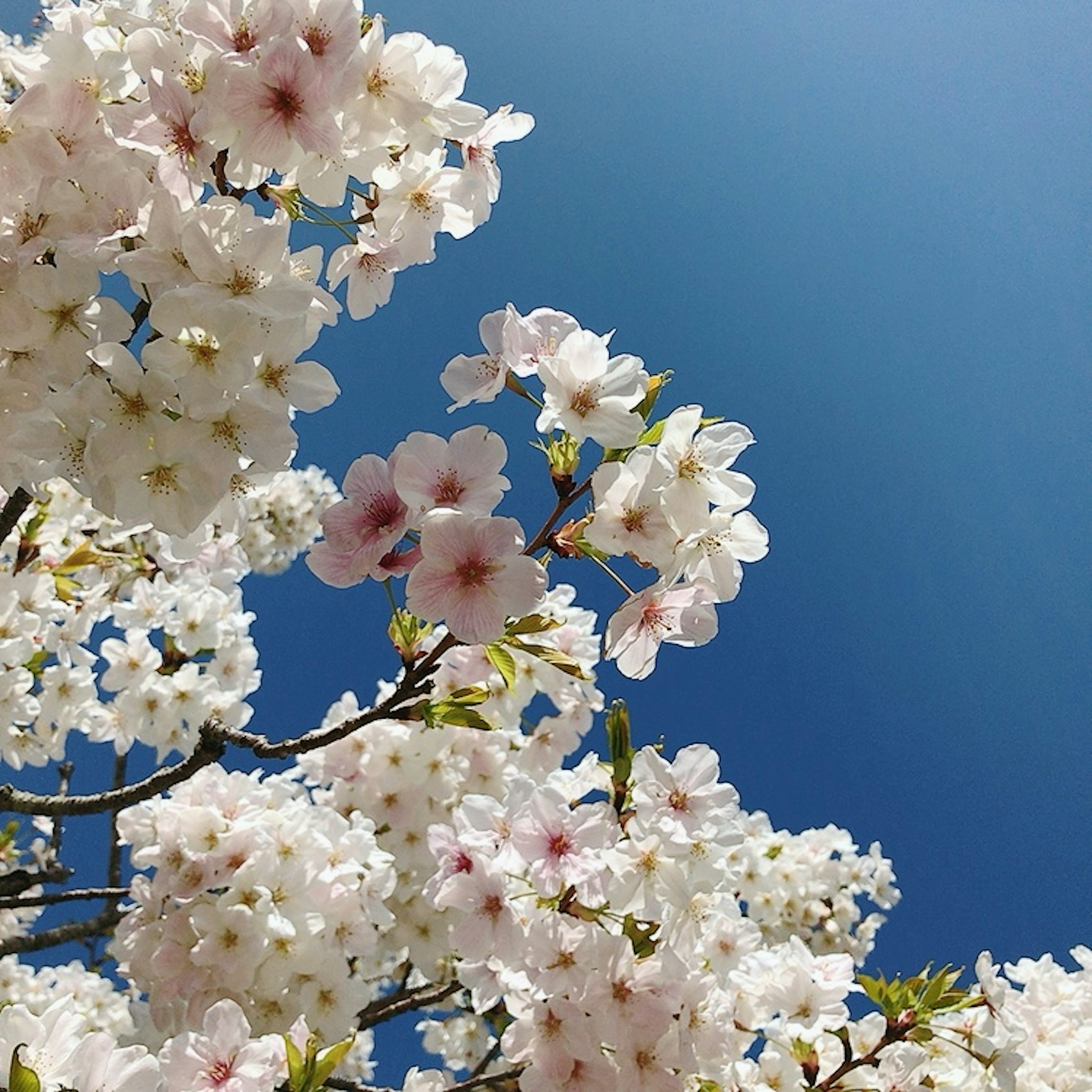 Bunga sakura mekar di bawah langit biru yang cerah