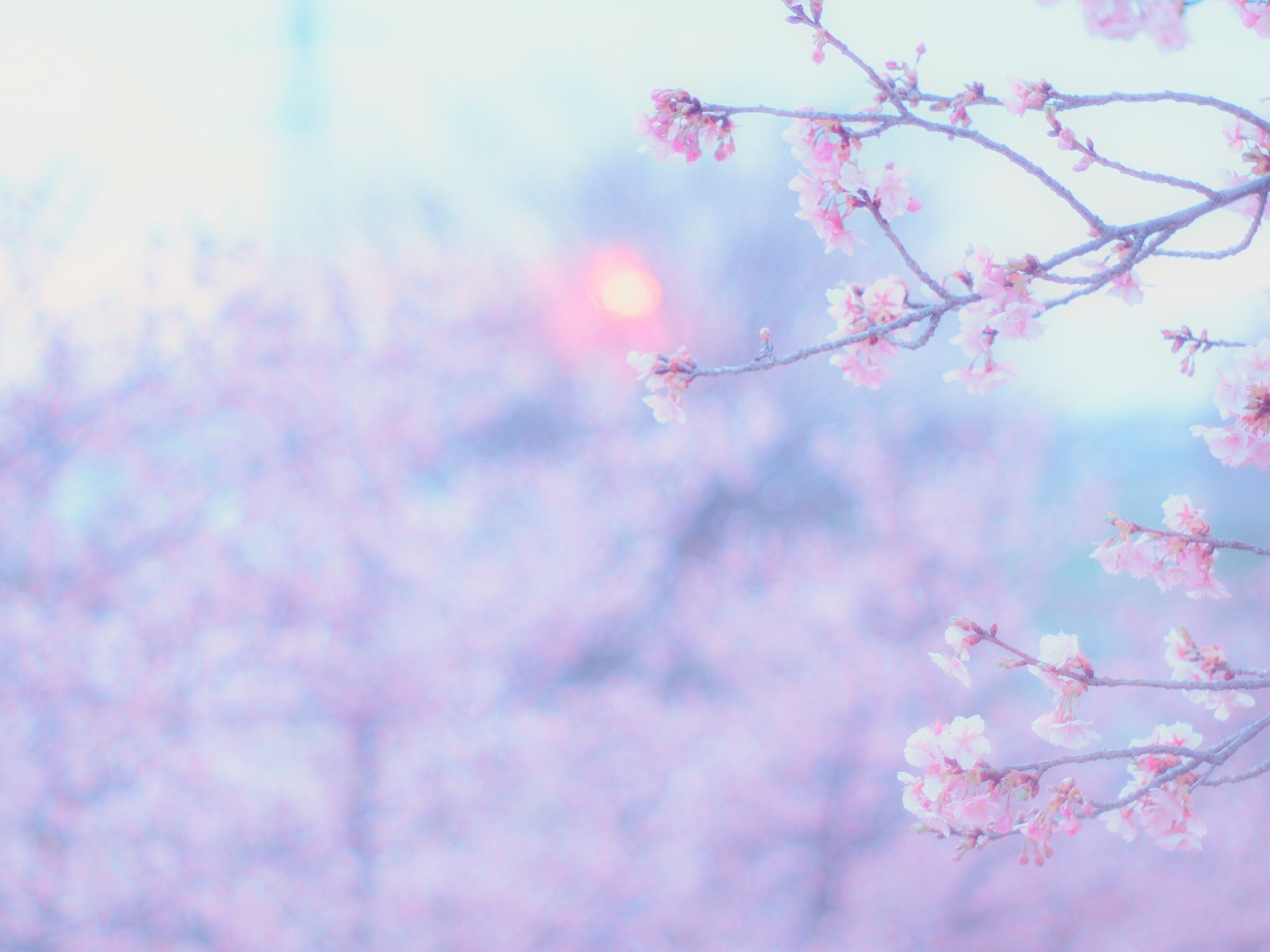 Delicate pink cherry blossom branches in a soft focus background