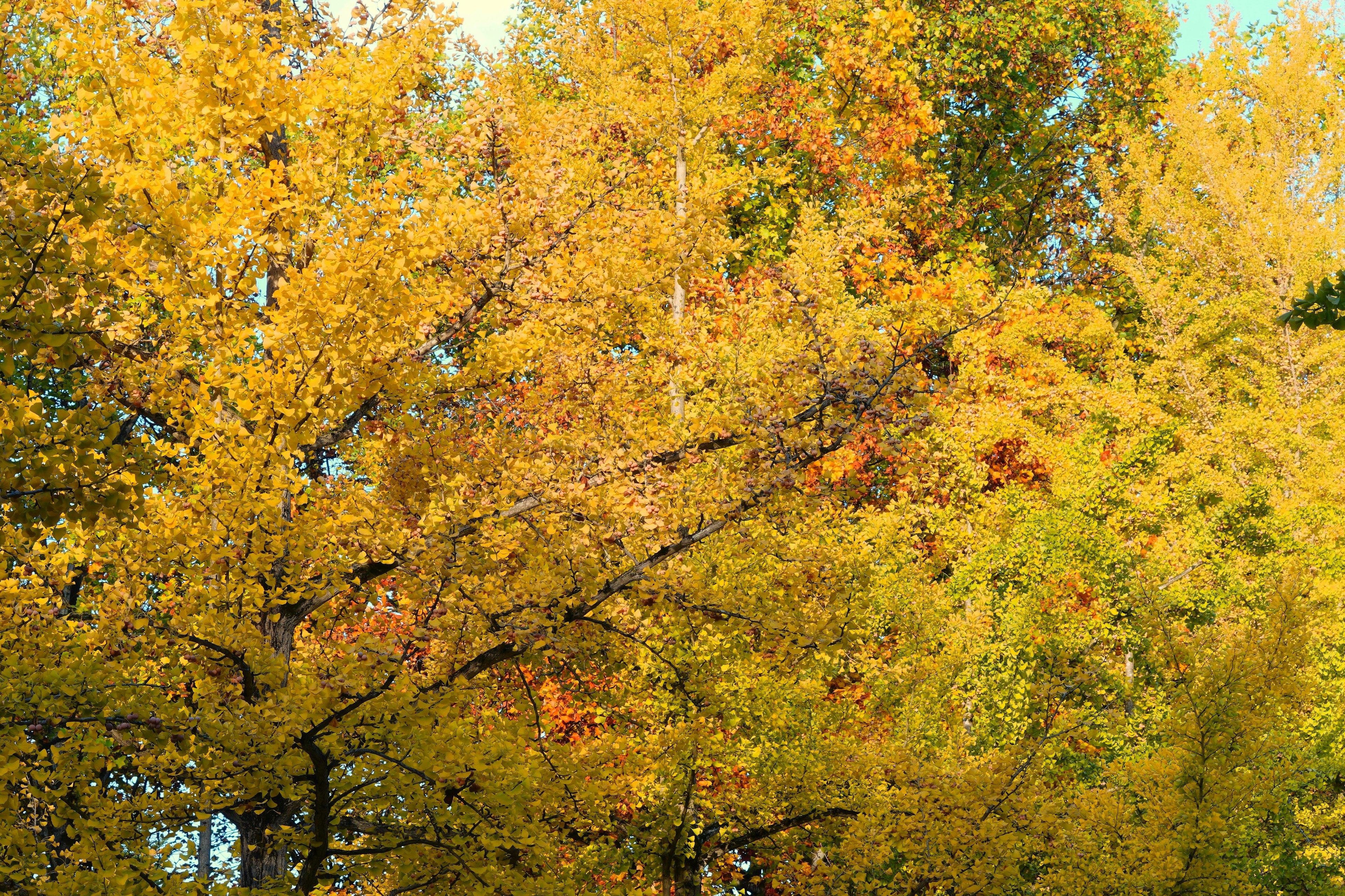 Vibrant autumn foliage with yellow and green leaves