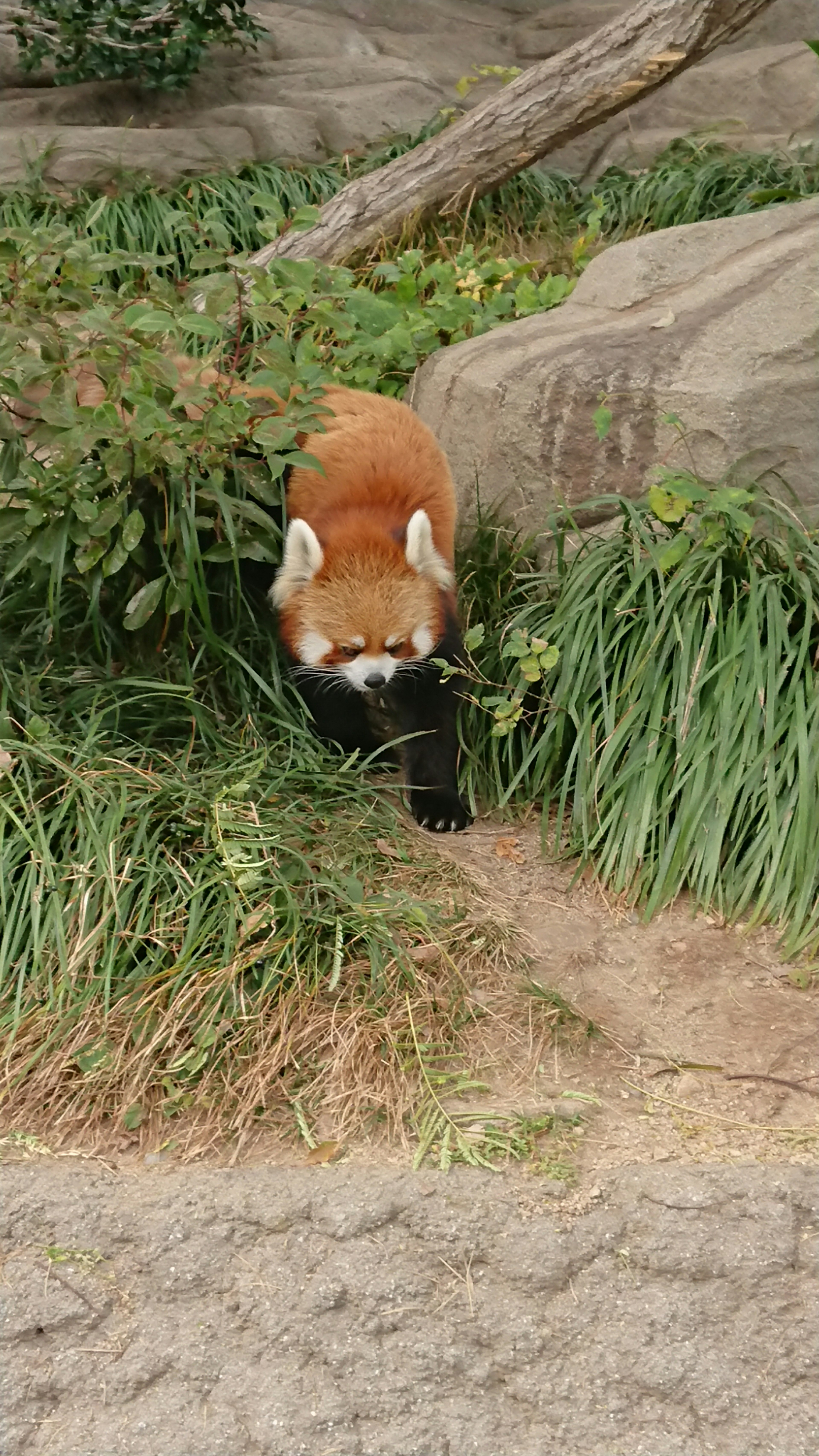 Panda merah berjalan melalui rumput hijau dan semak-semak