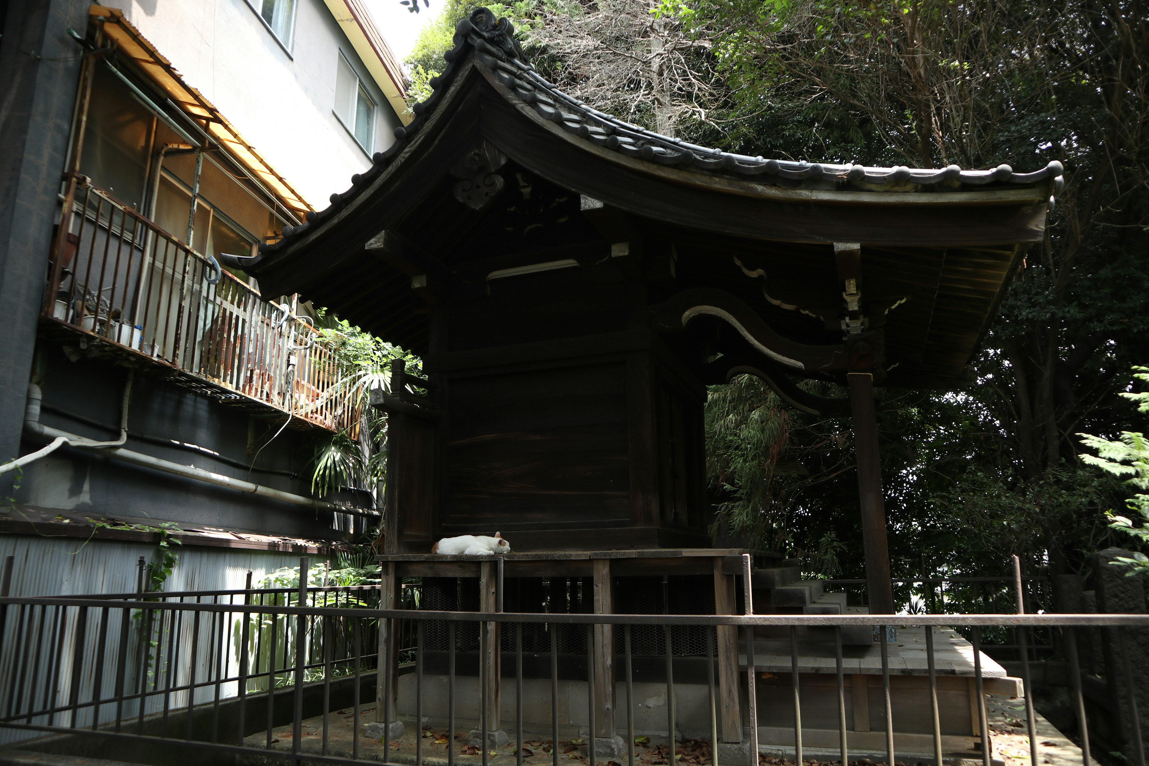 古い木造の神社の建物が緑に囲まれている