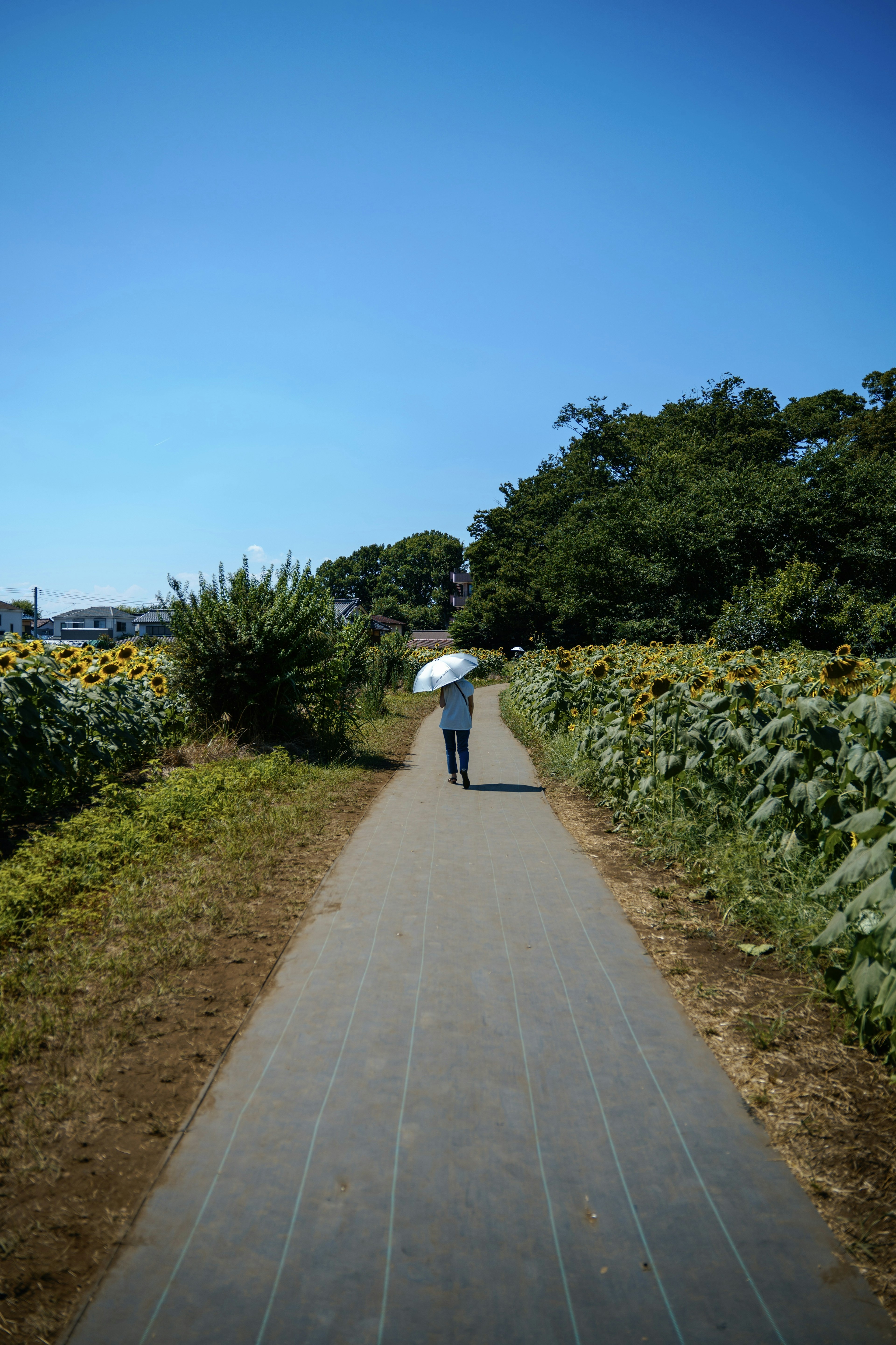 Una persona che cammina lungo un sentiero tra i campi di girasoli sotto un cielo blu