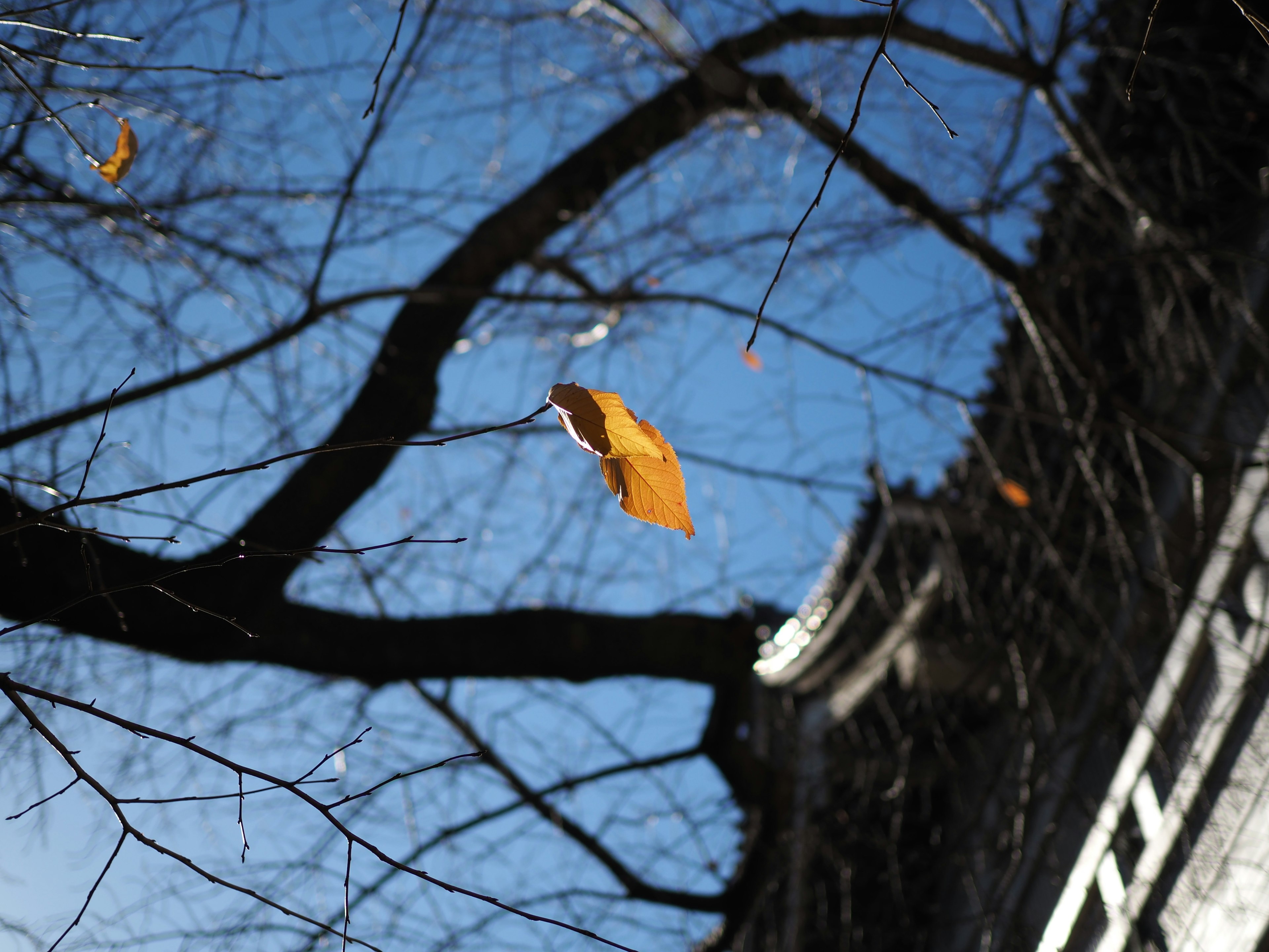 A yellow leaf hanging on a branch under a blue sky