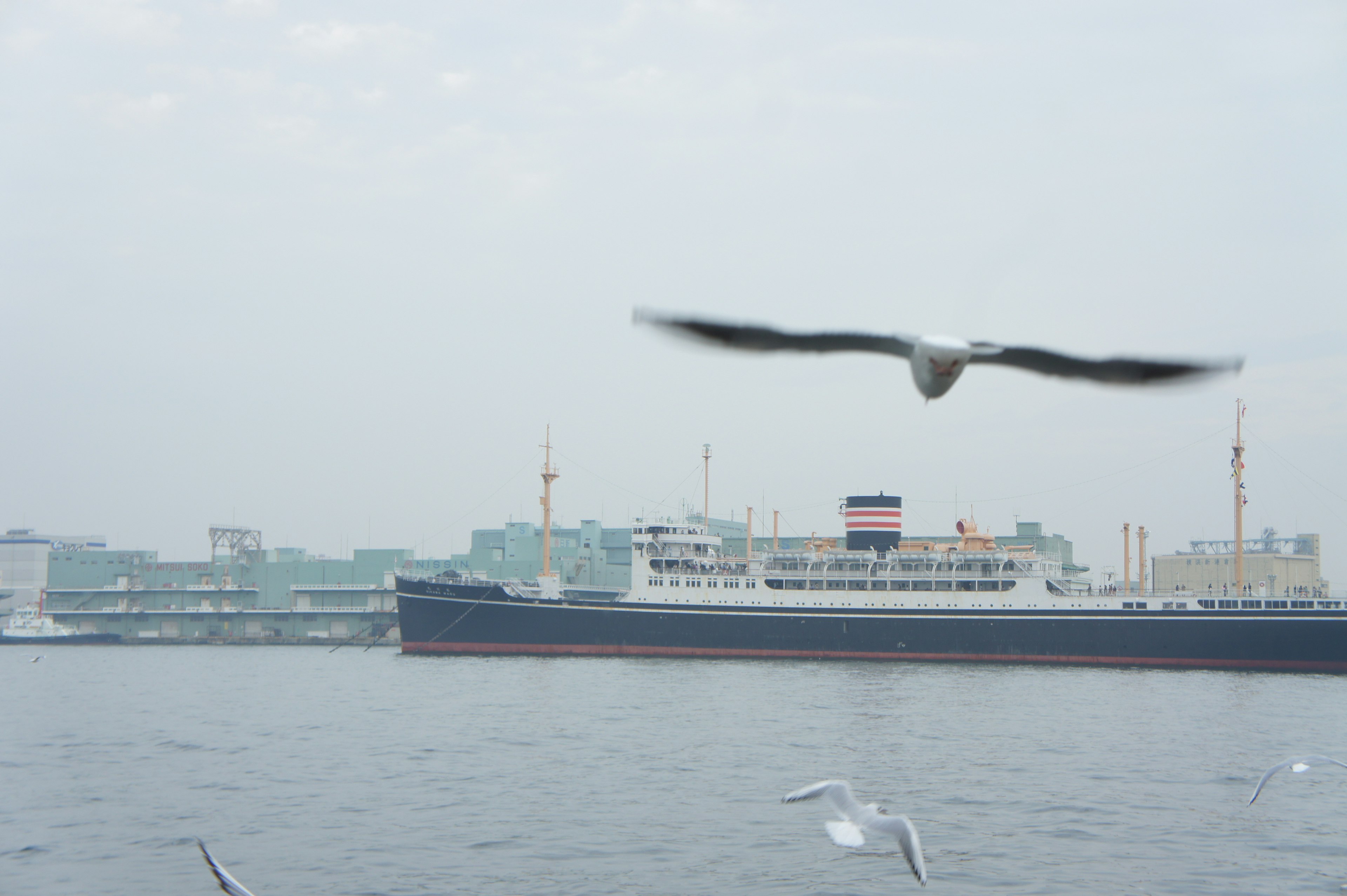 Seagull flying over the water with a ship in the background