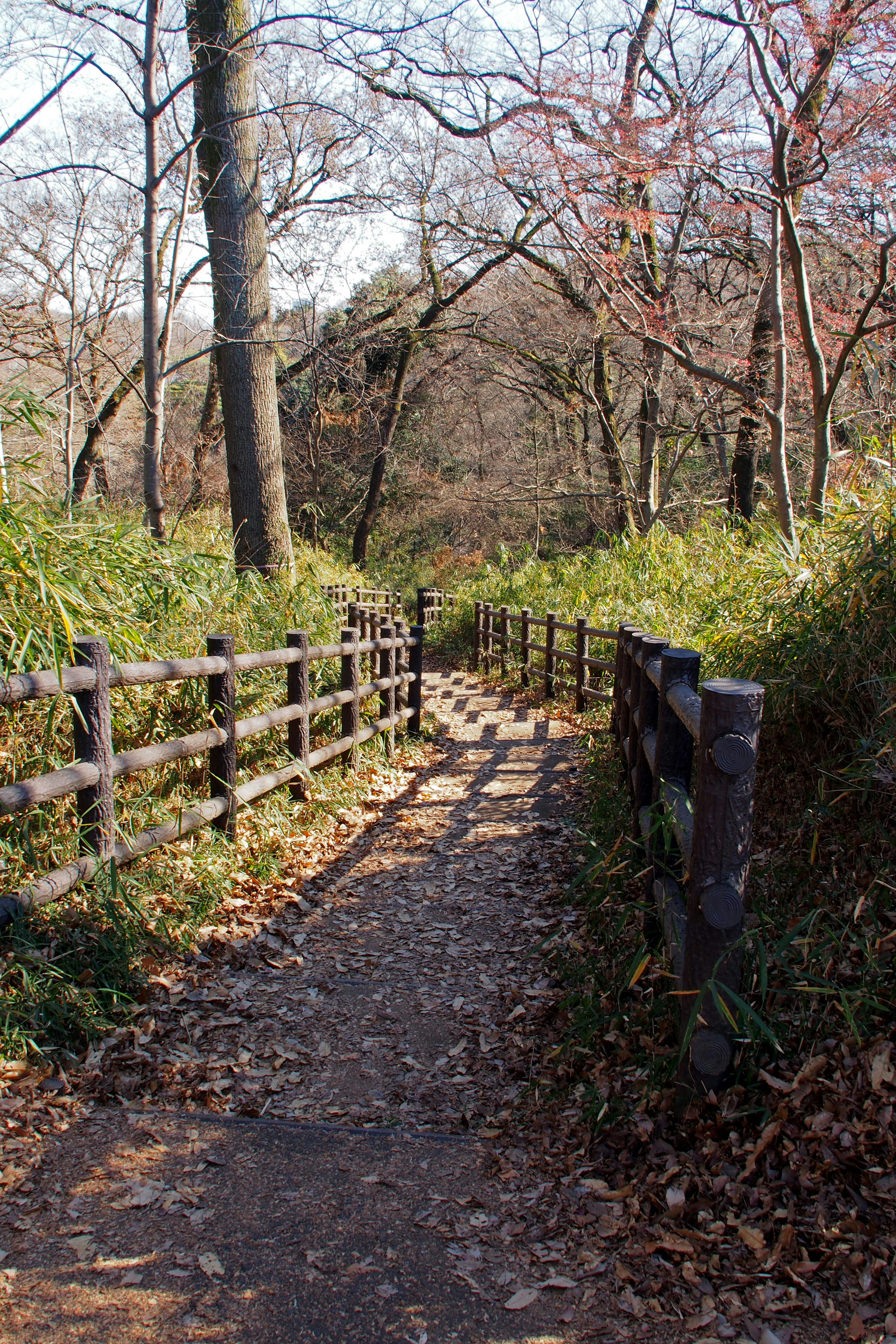 緑の草と木々に囲まれた道の風景