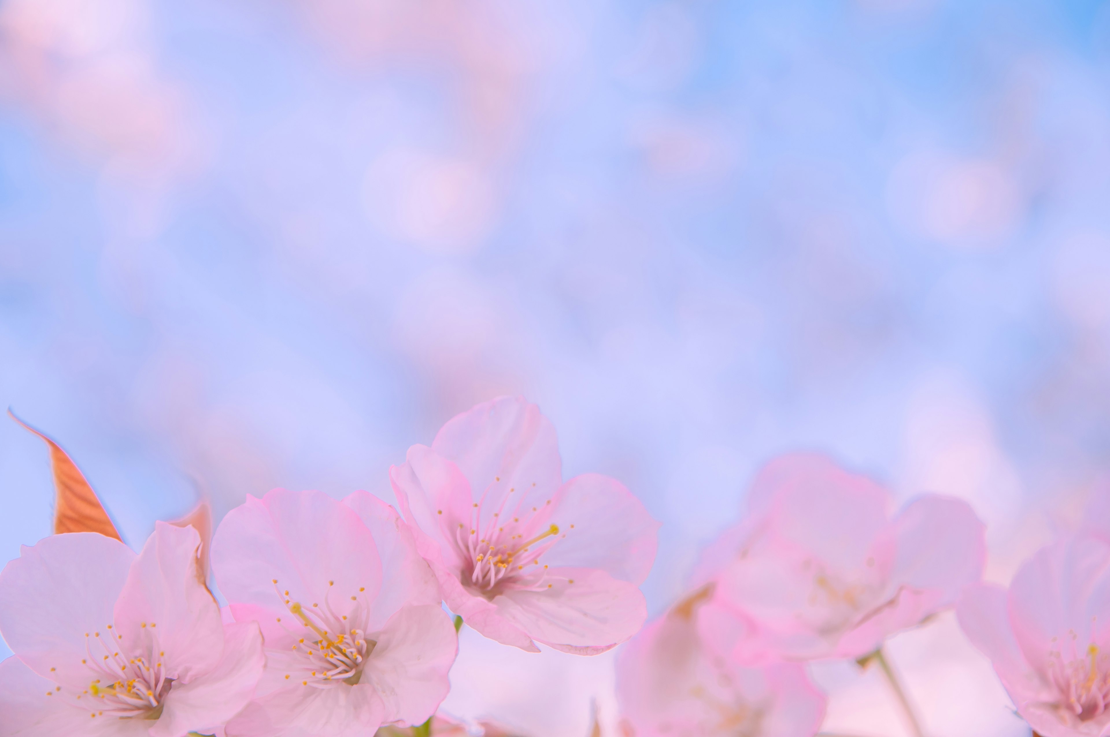 Scène magnifique de cerisiers en fleurs sur fond de ciel bleu