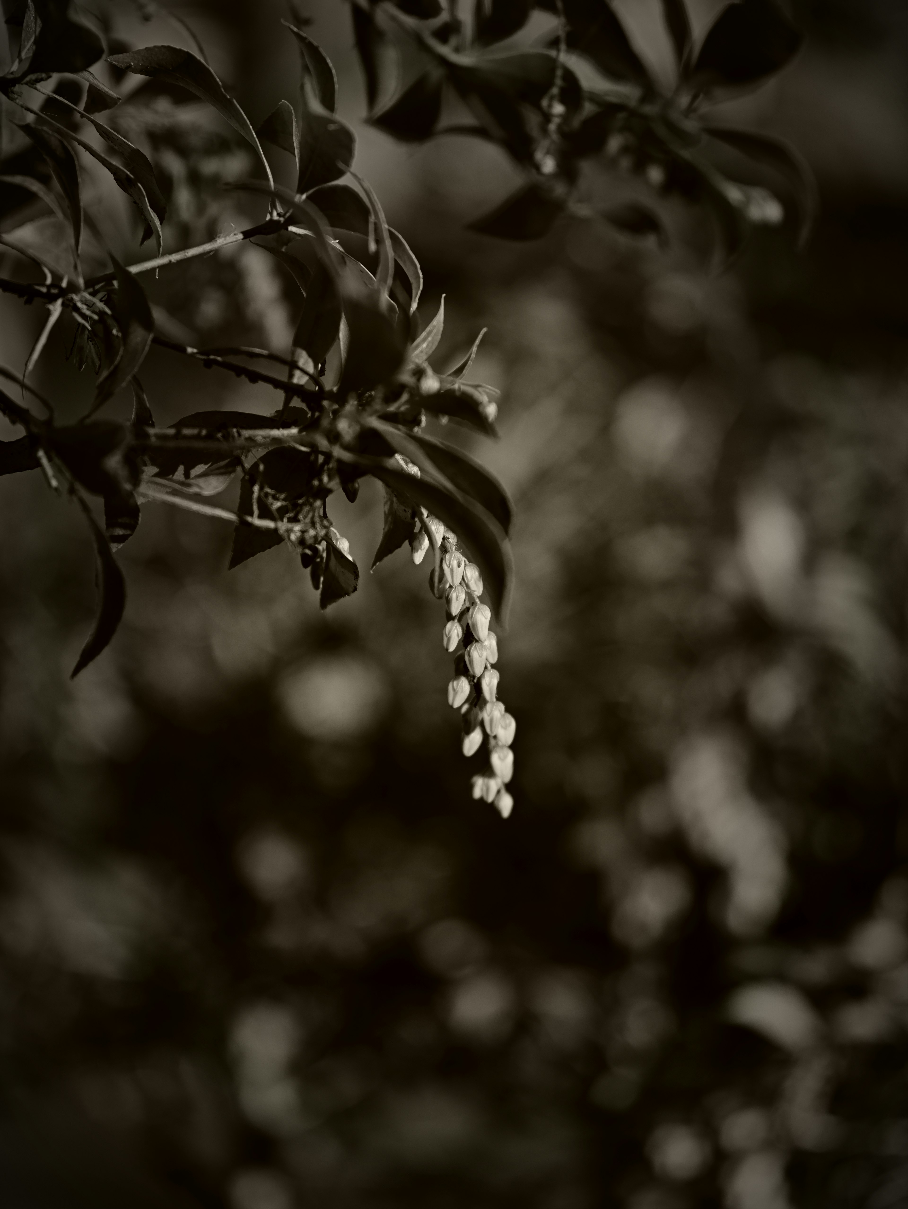 黑白植物圖像，白色花蕾懸掛在葉子之間