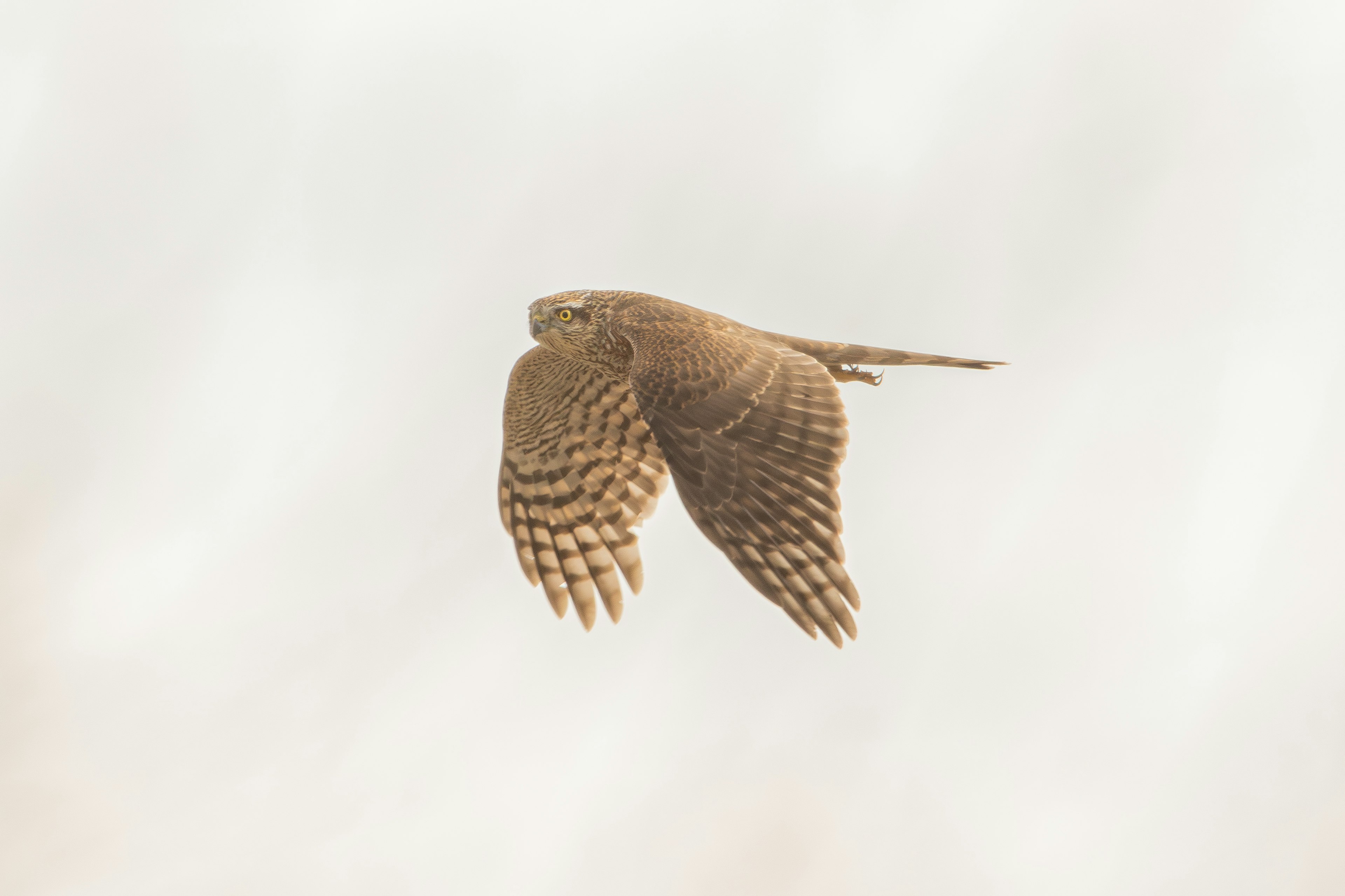 Imagen de un búho marrón volando en el cielo