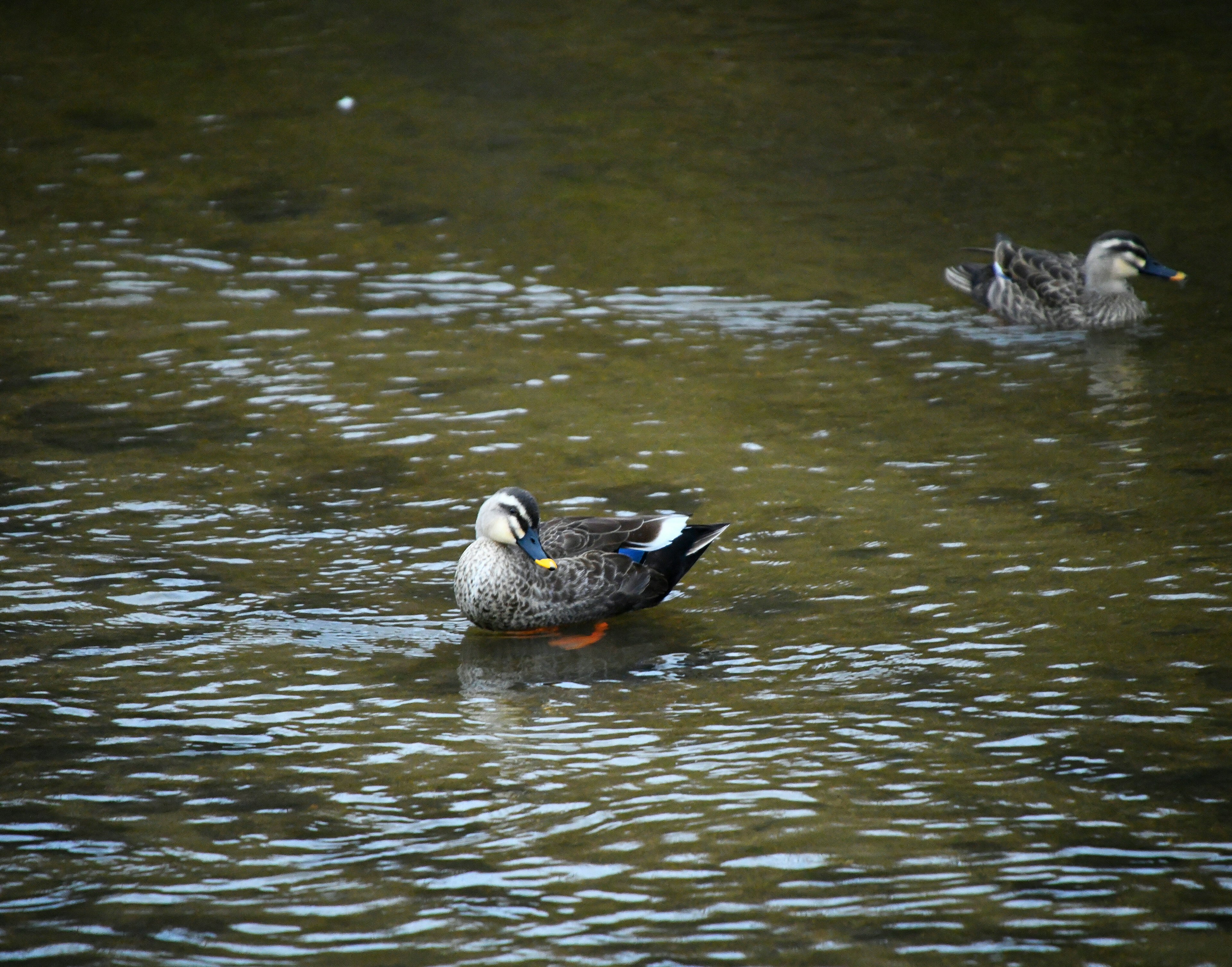 Ducks swimming on a calm water surface