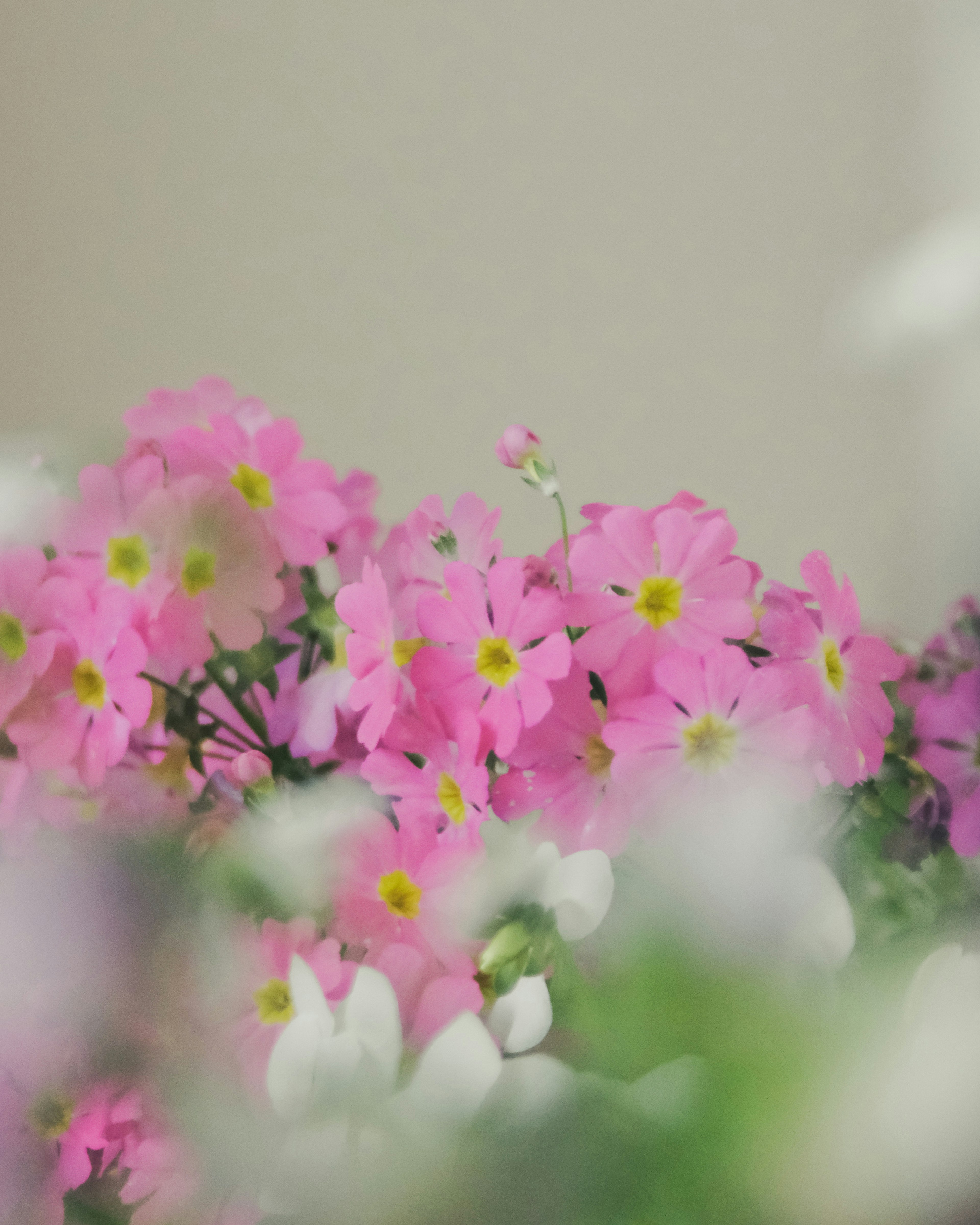 ピンクの花と白い花が混ざった可愛らしい花束の写真