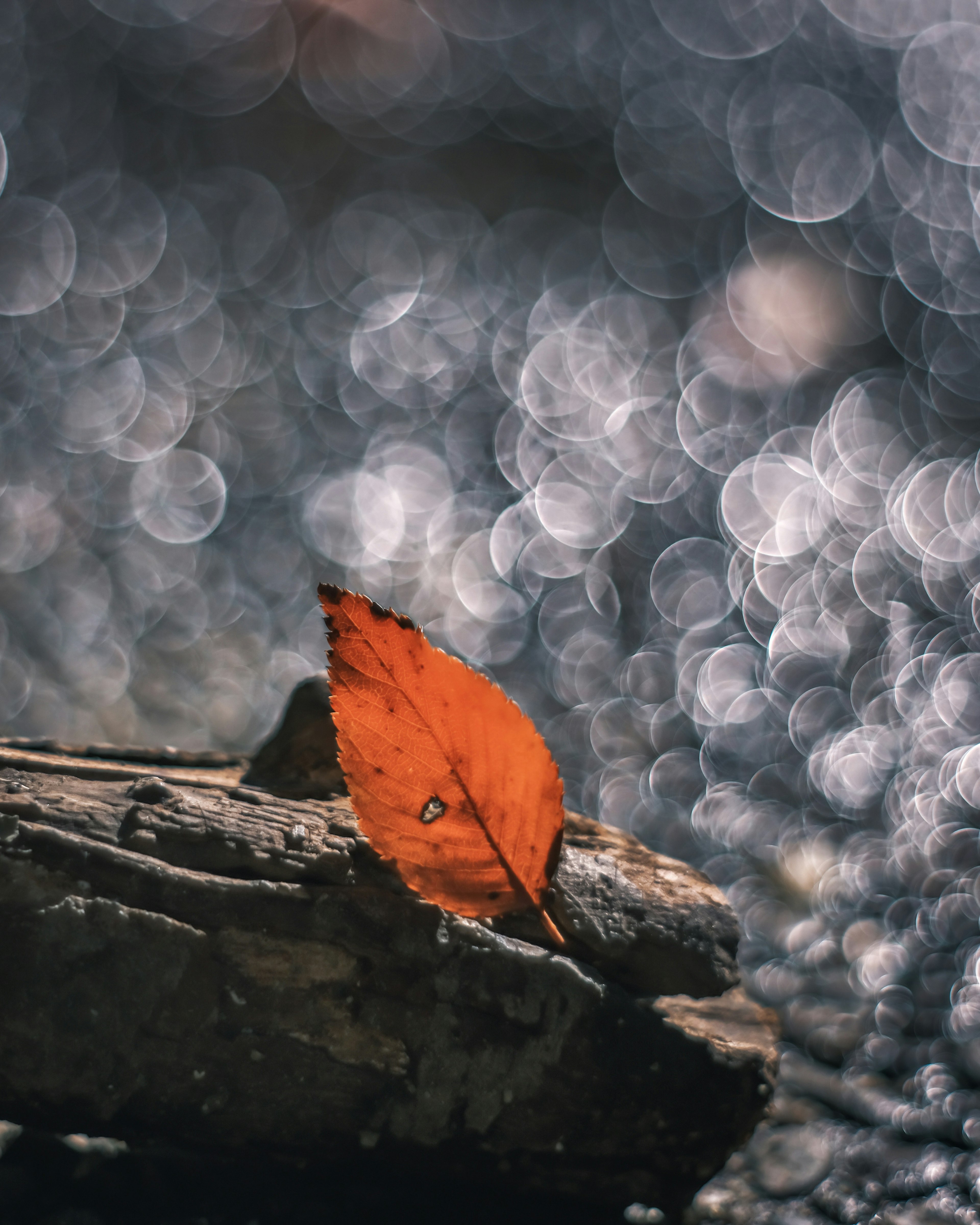 Close-up of an orange leaf resting on a log with blurred water background