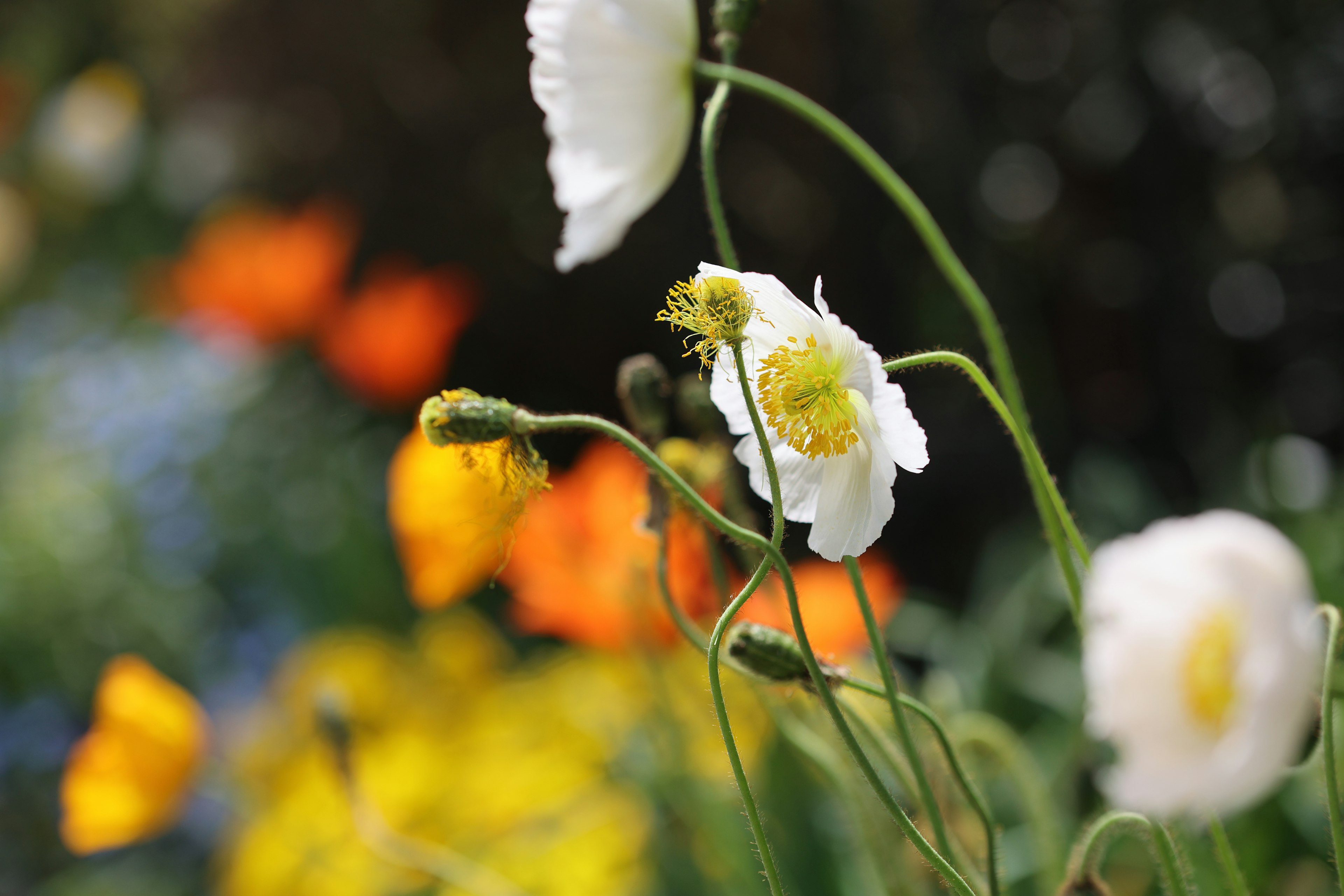 White flowers with colorful blooms in the background