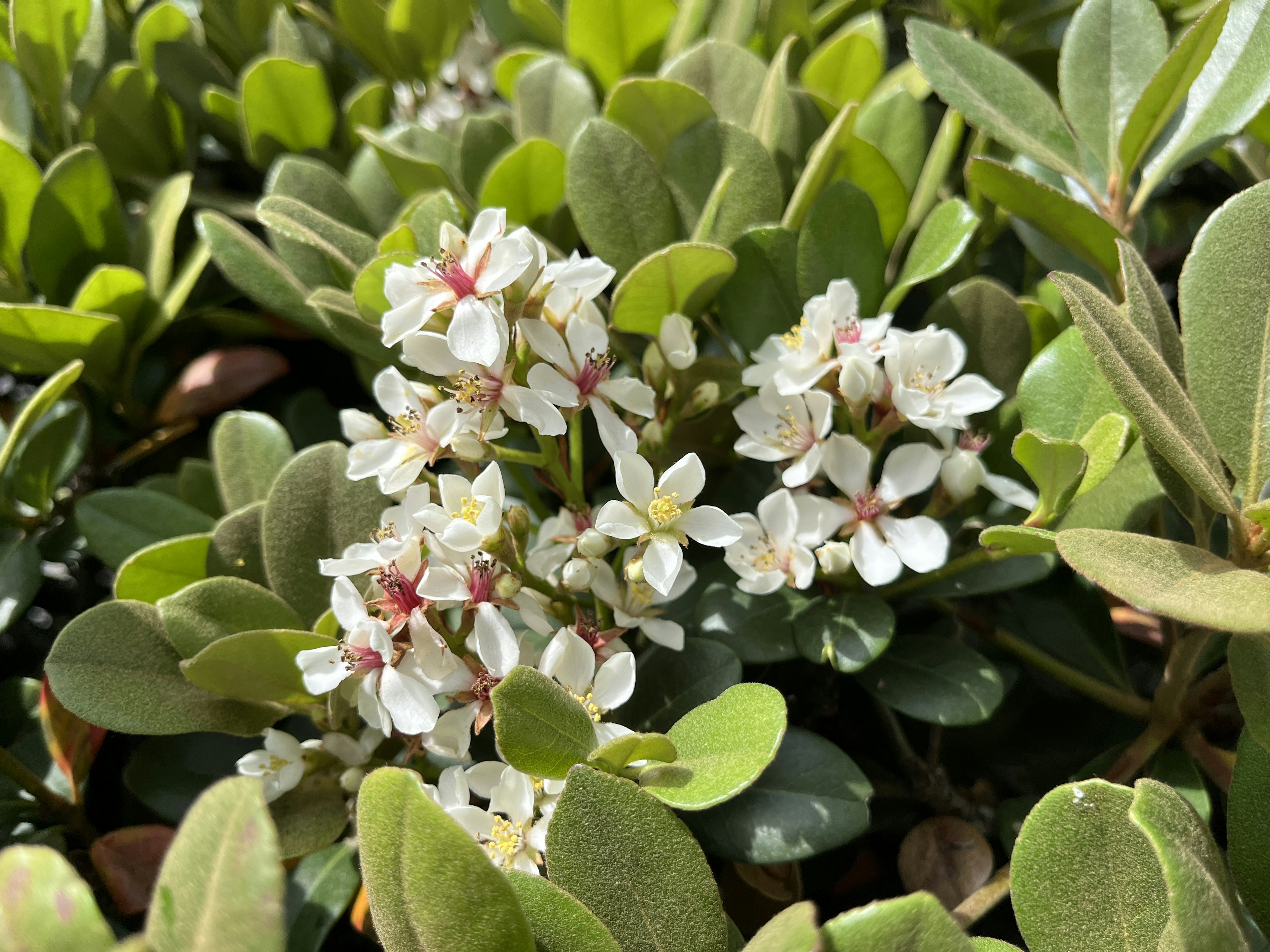 Small white flowers with pink centers blooming among green leaves