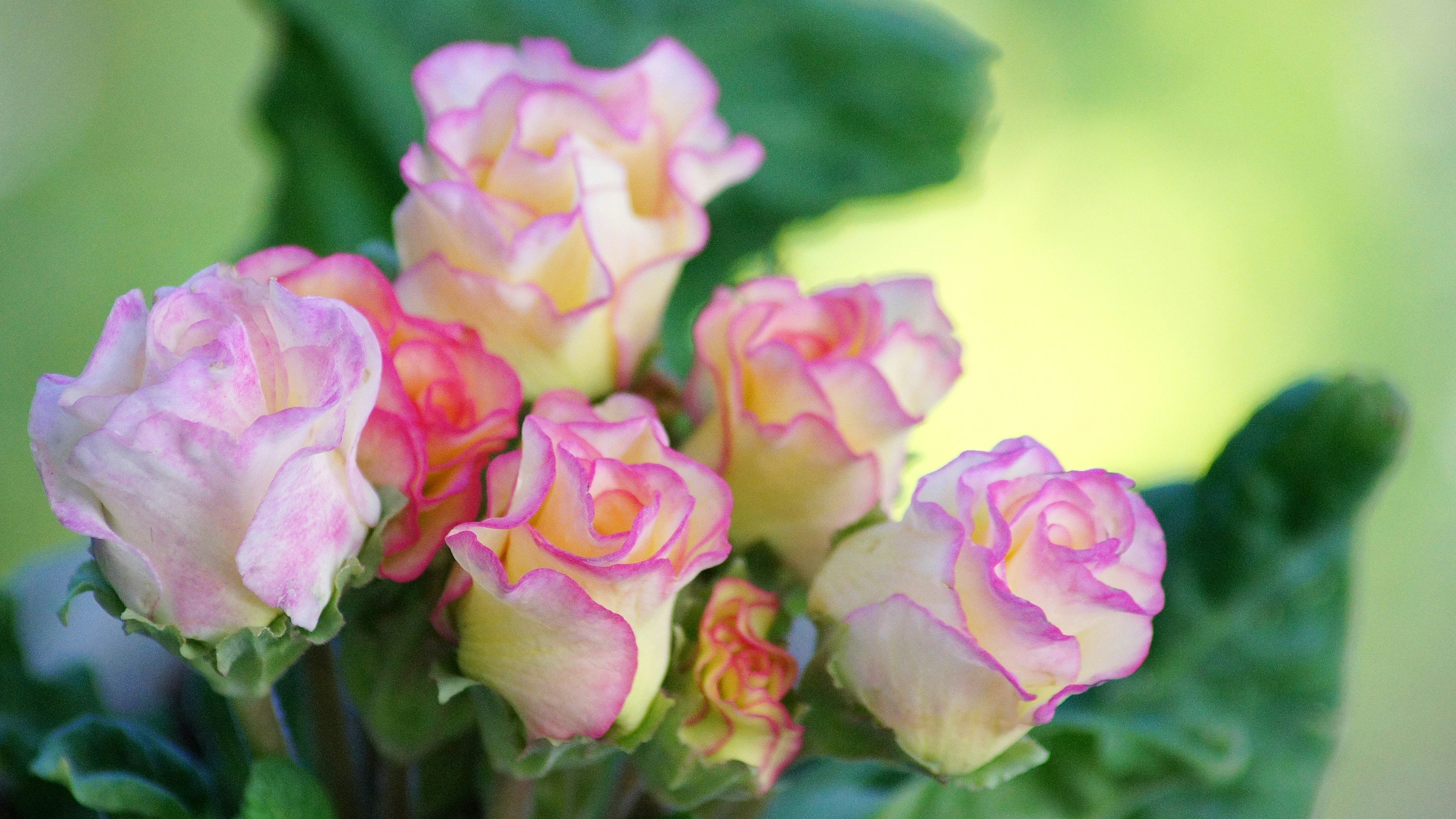 Hermosas flores rosa y crema floreciendo en una planta