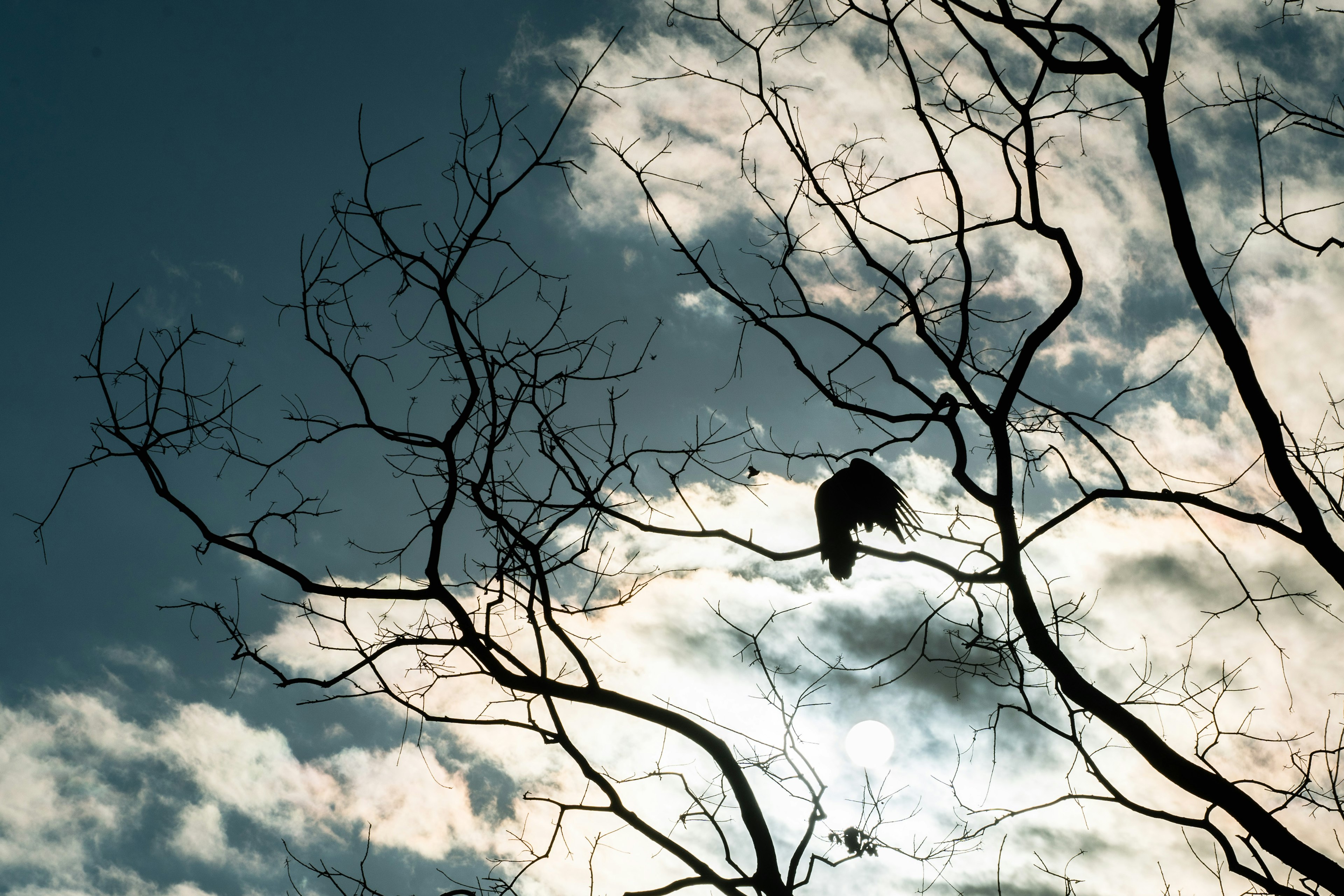 Silhouette of a bird perched on a branch against a cloudy sky