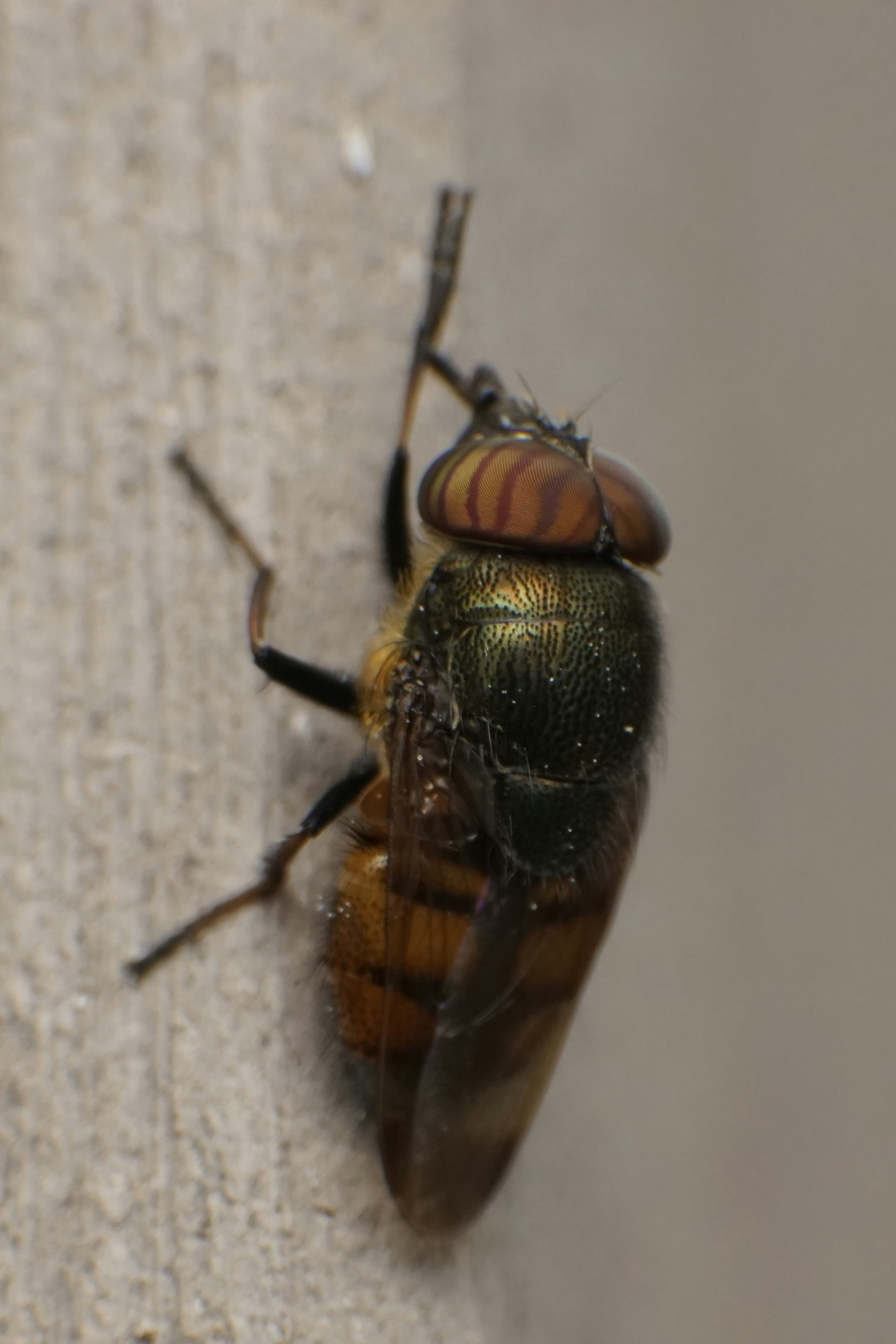 Close-up image of an insect on a wall