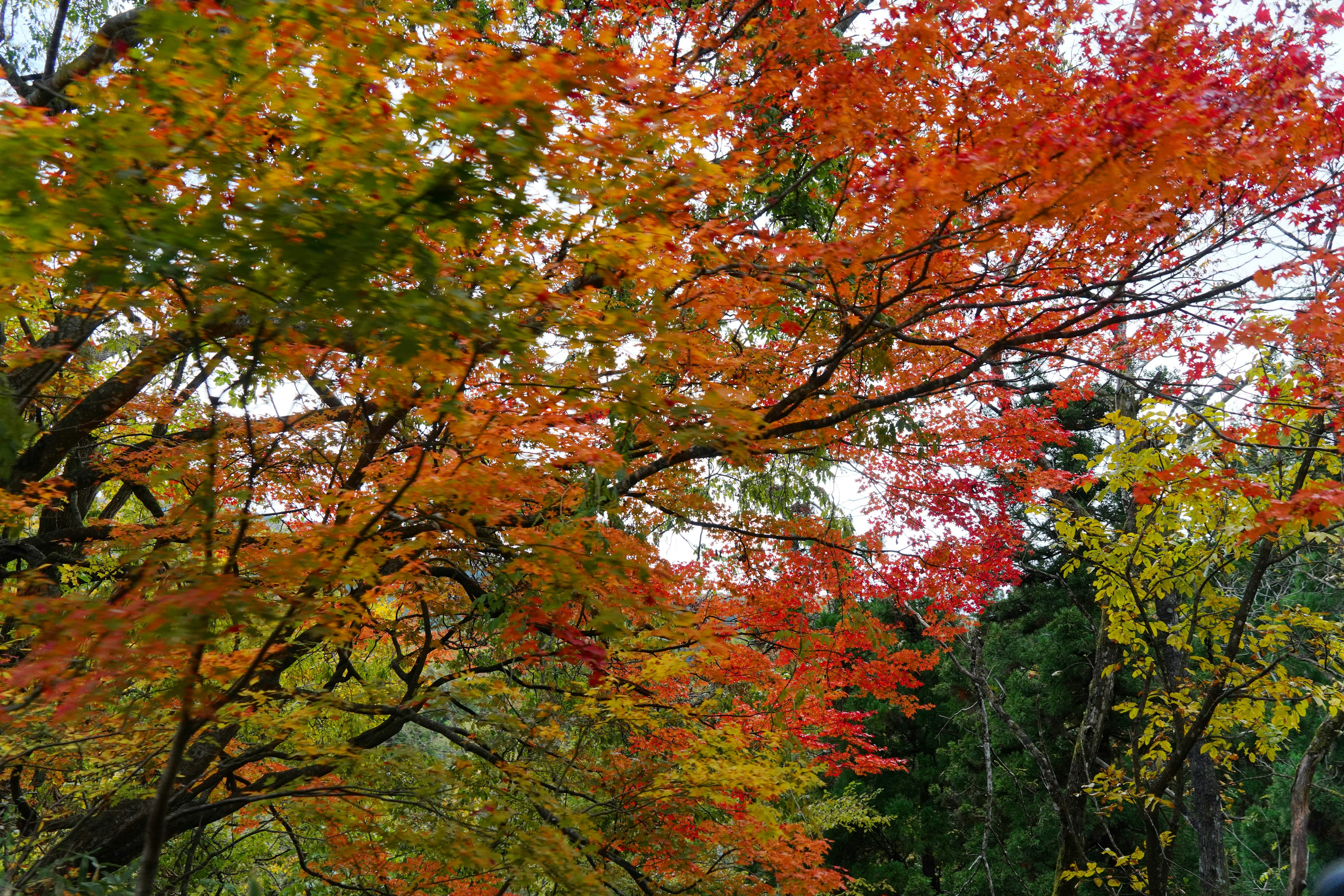 Paesaggio forestale con fogliame autunnale vibrante