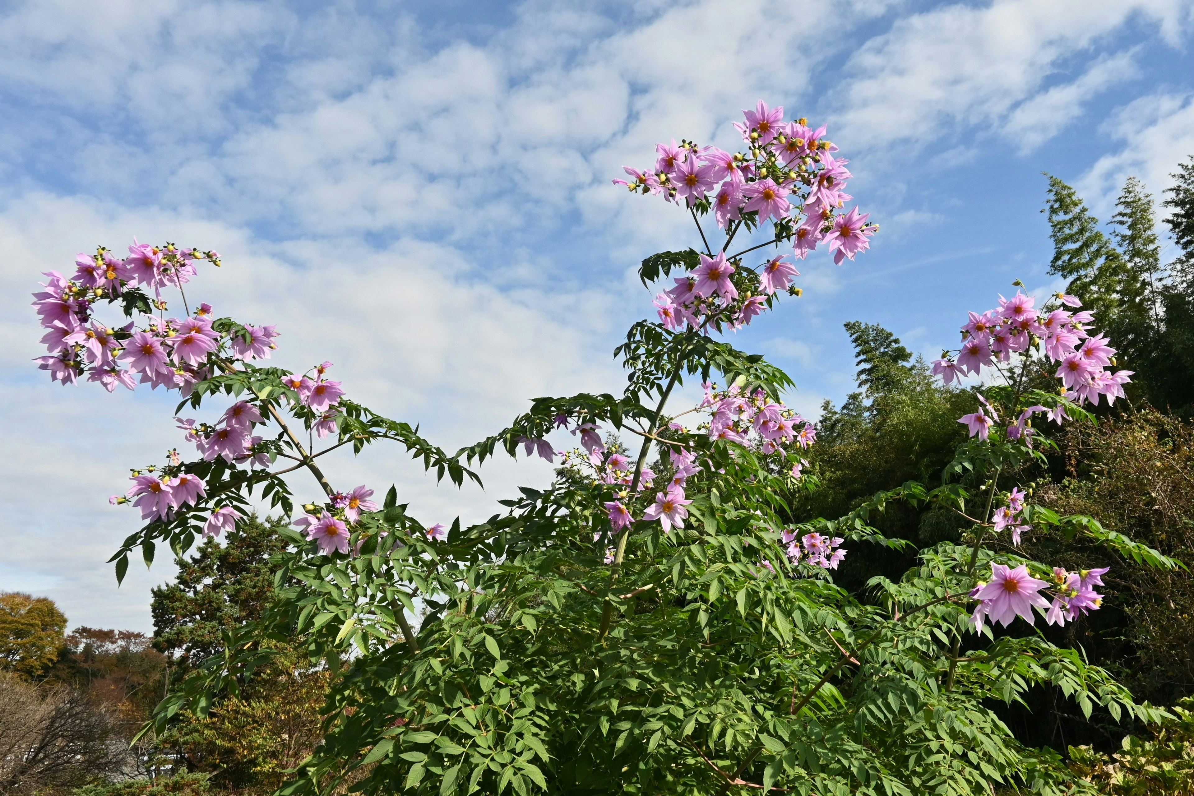 A tree with pink flowers and green leaves under a blue sky