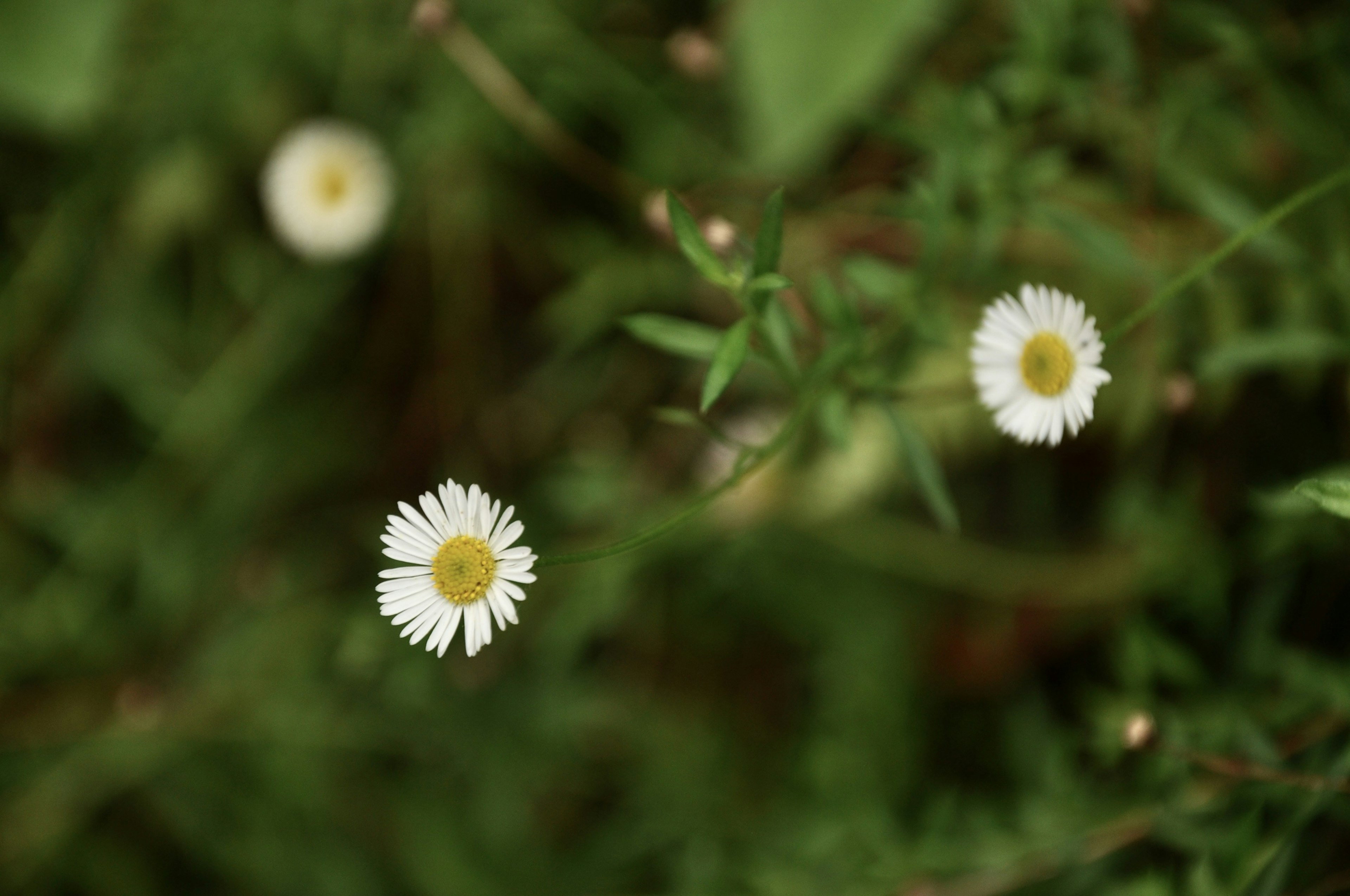 緑の背景に白い花が咲いている様子