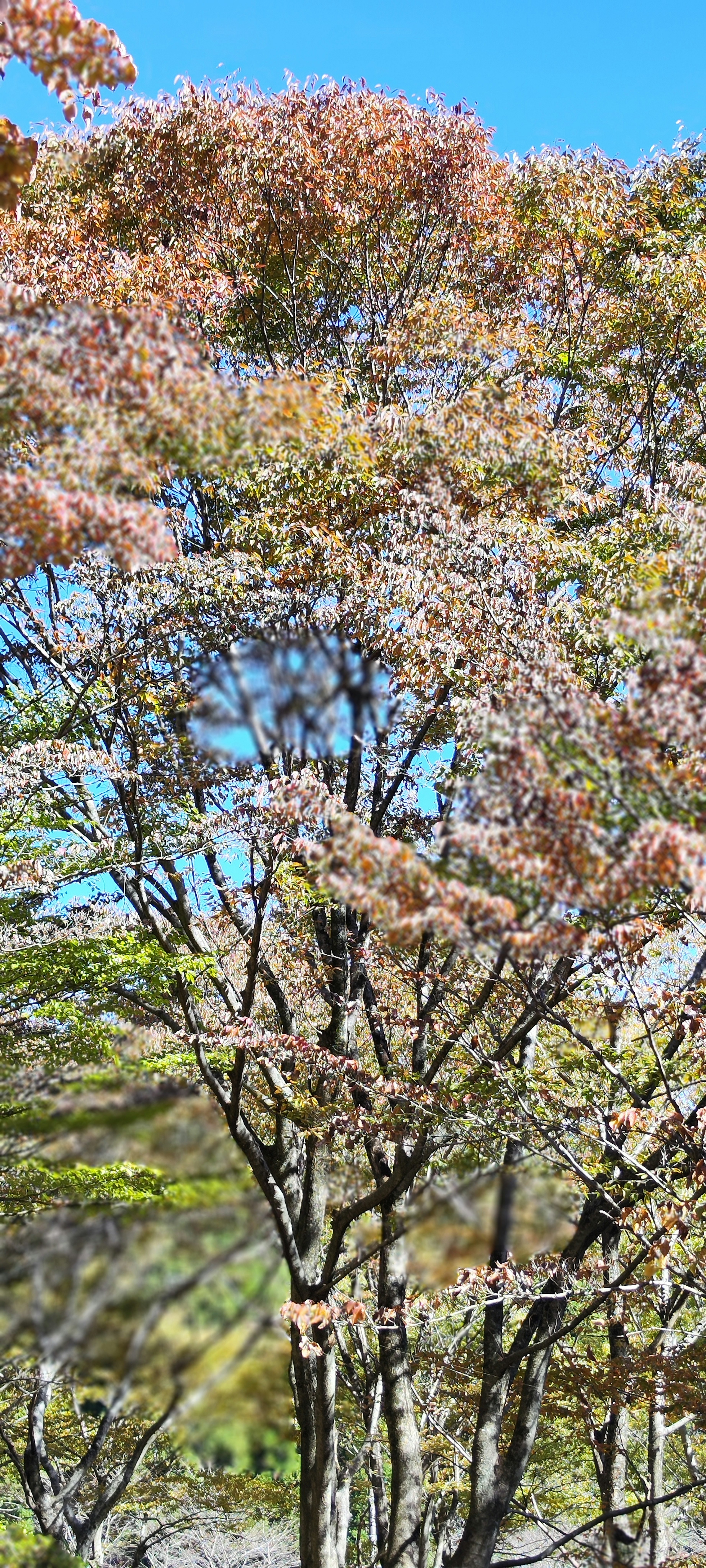 藍天下有淡色葉子的樹的圖像