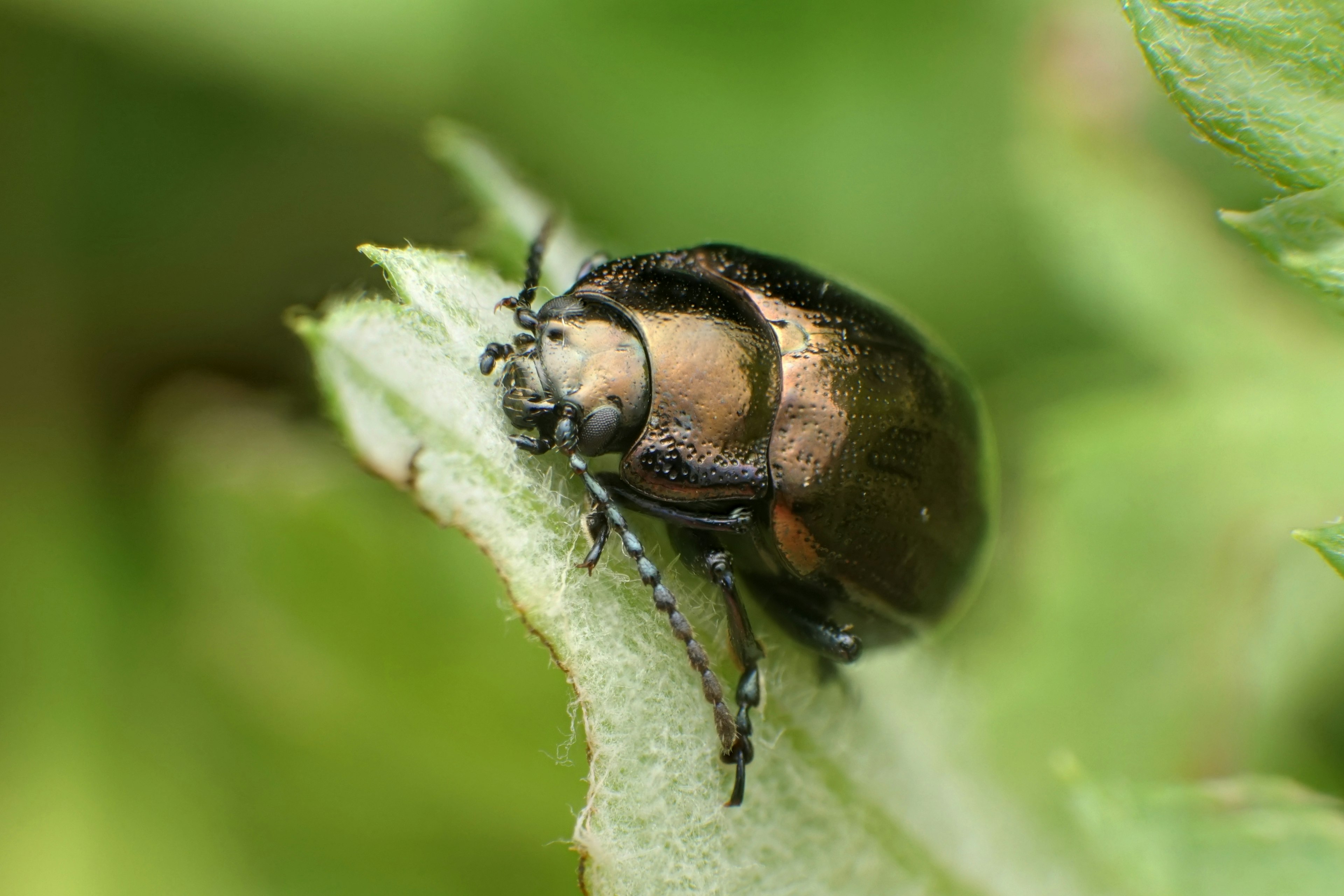 Primer plano de un insecto sobre una hoja verde