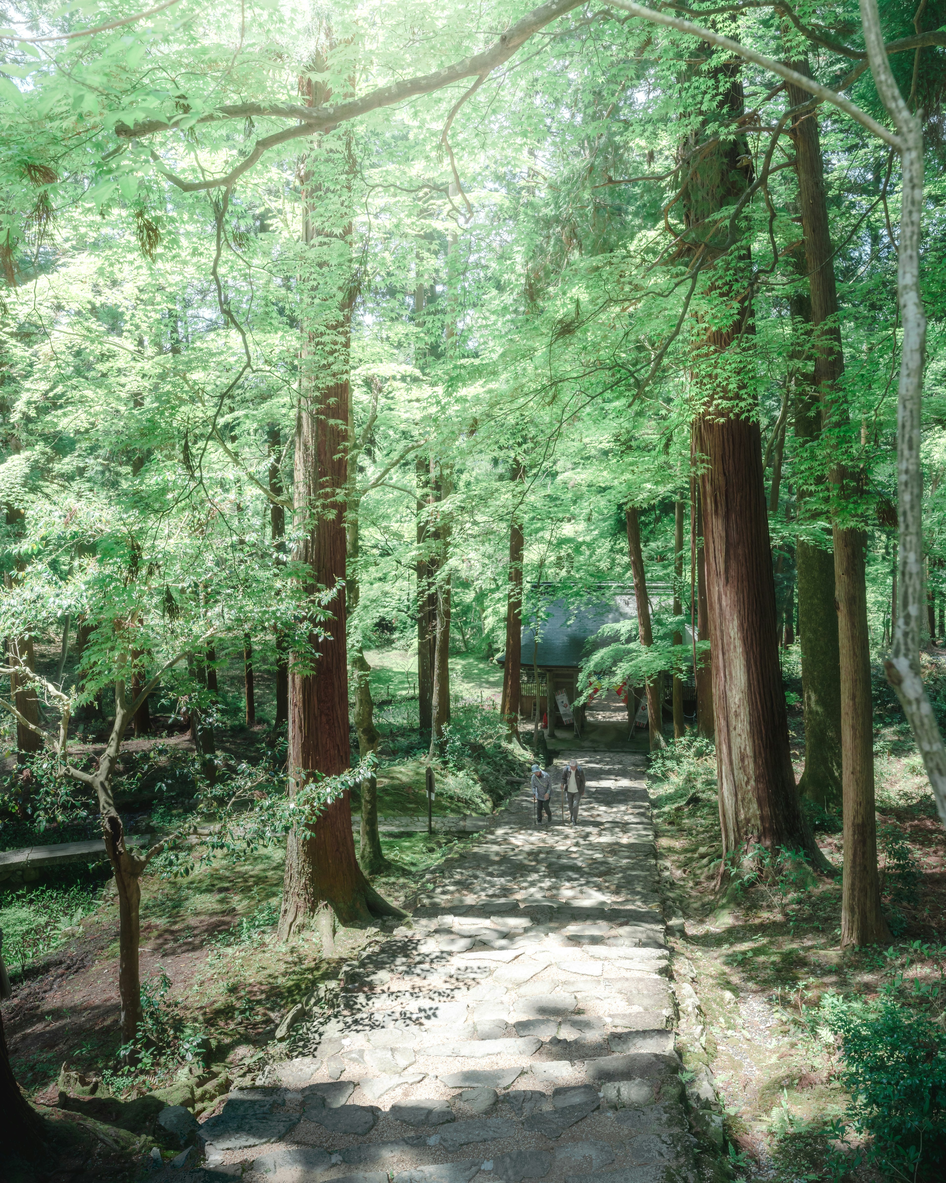 Üppiger Waldweg mit Sonnenlicht, das durch die Bäume filtert