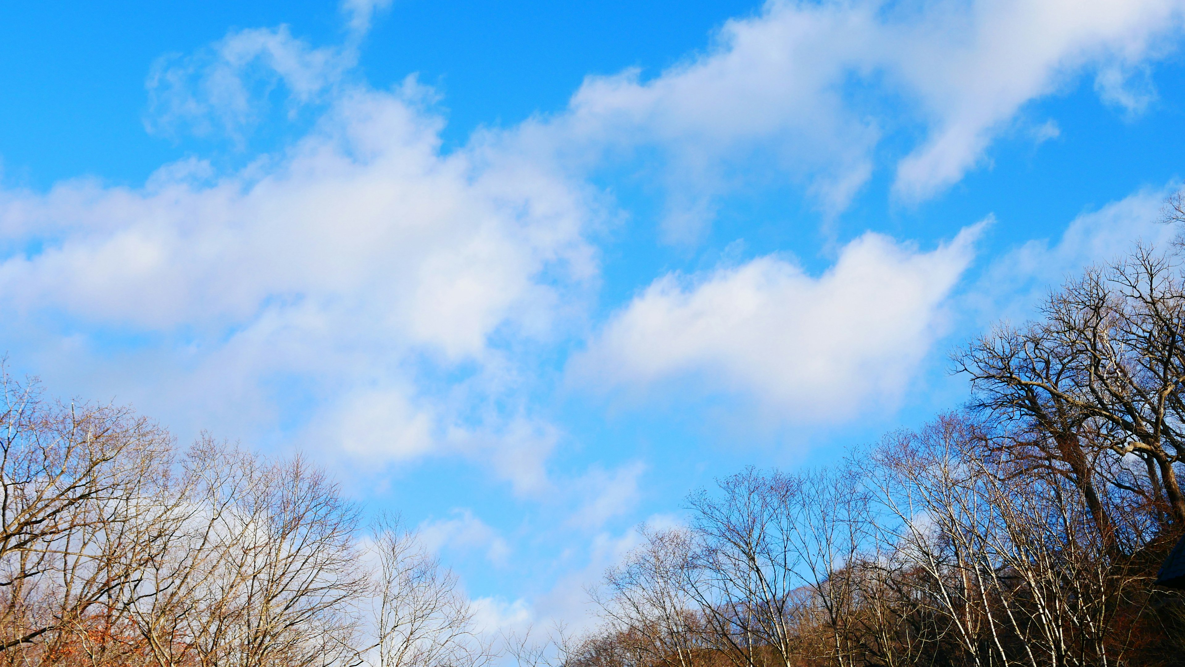 Pemandangan dengan awan putih di langit biru dan pepohonan musim dingin