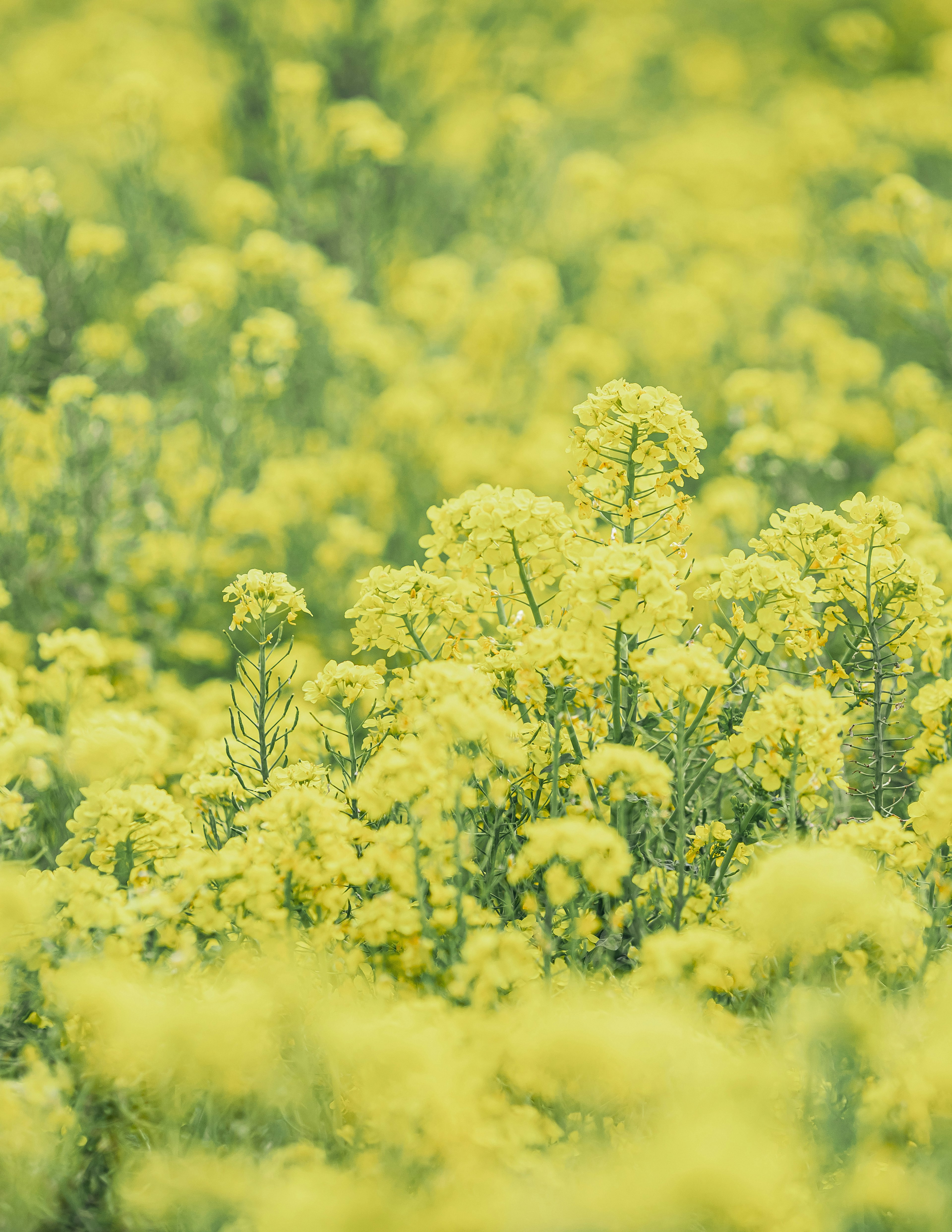 Un champ de fleurs jaunes éclatantes en pleine floraison