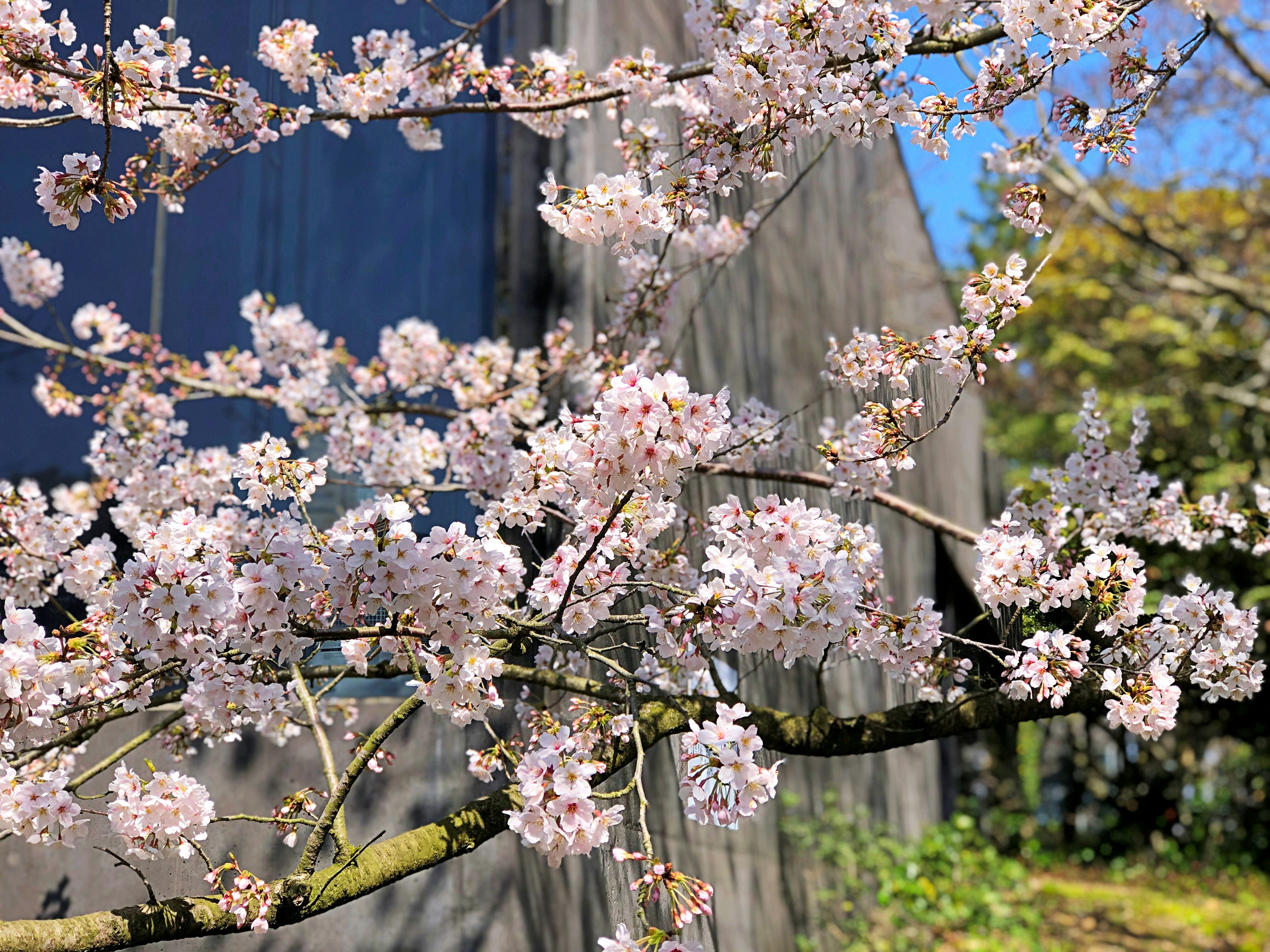 Branche de cerisier en fleurs avec des fleurs roses sur fond de ciel bleu