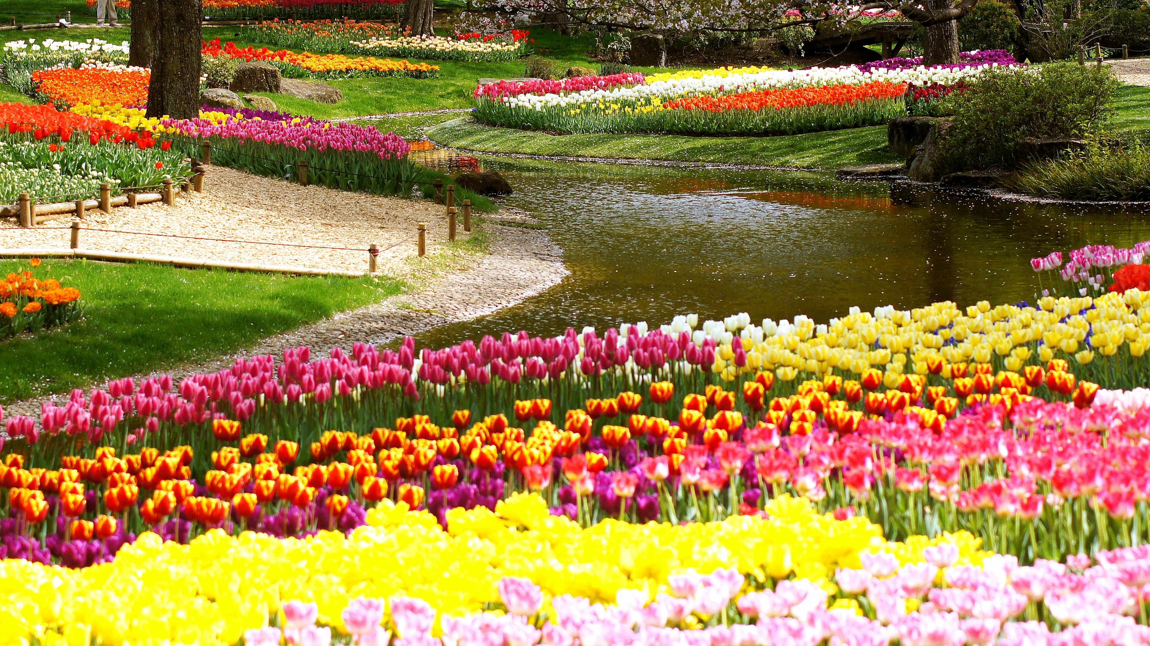 Pemandangan taman yang cerah dengan tulip berwarna-warni yang sedang mekar