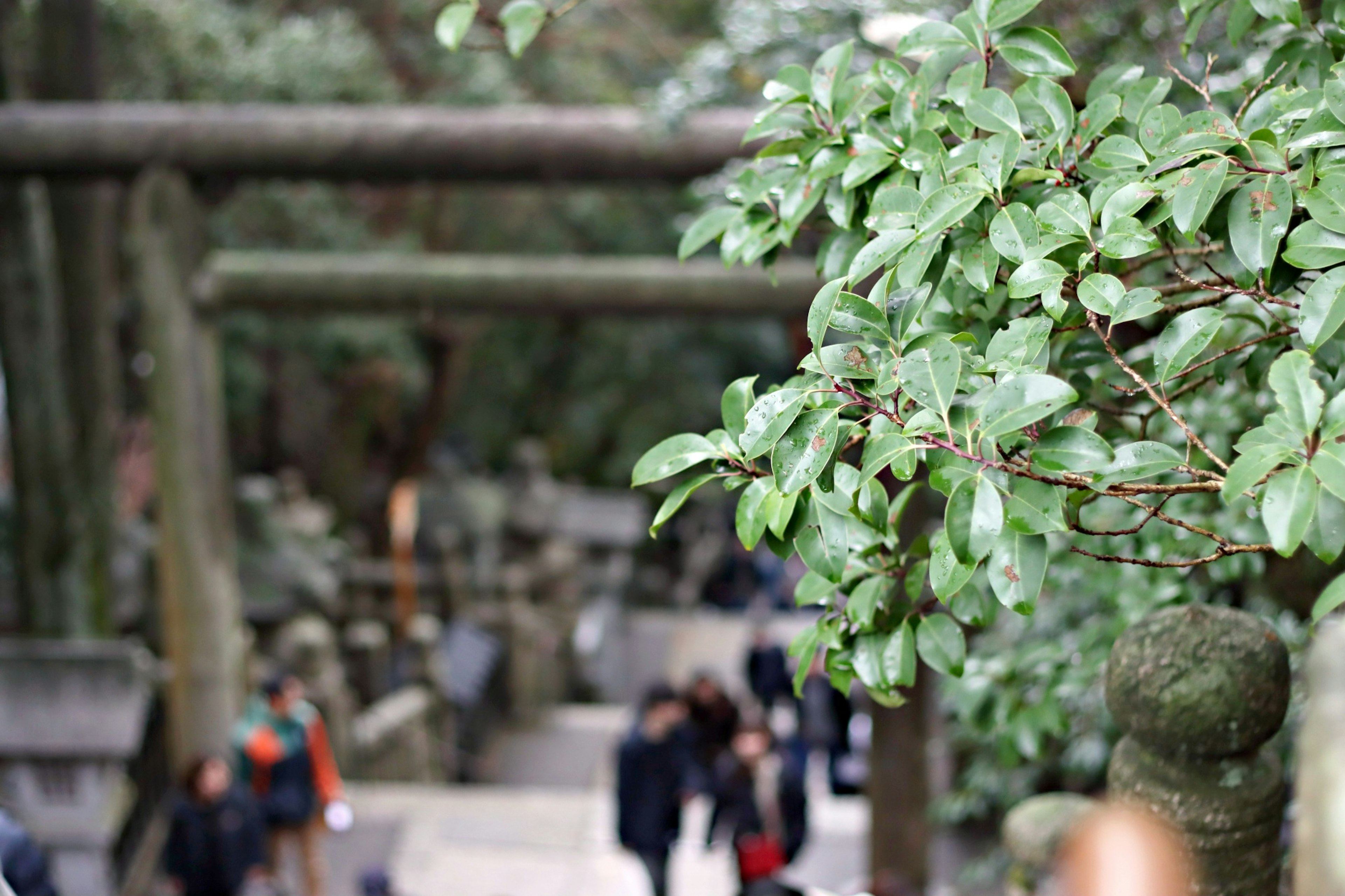 緑の葉と神社の鳥居が見える道を歩く人々の風景