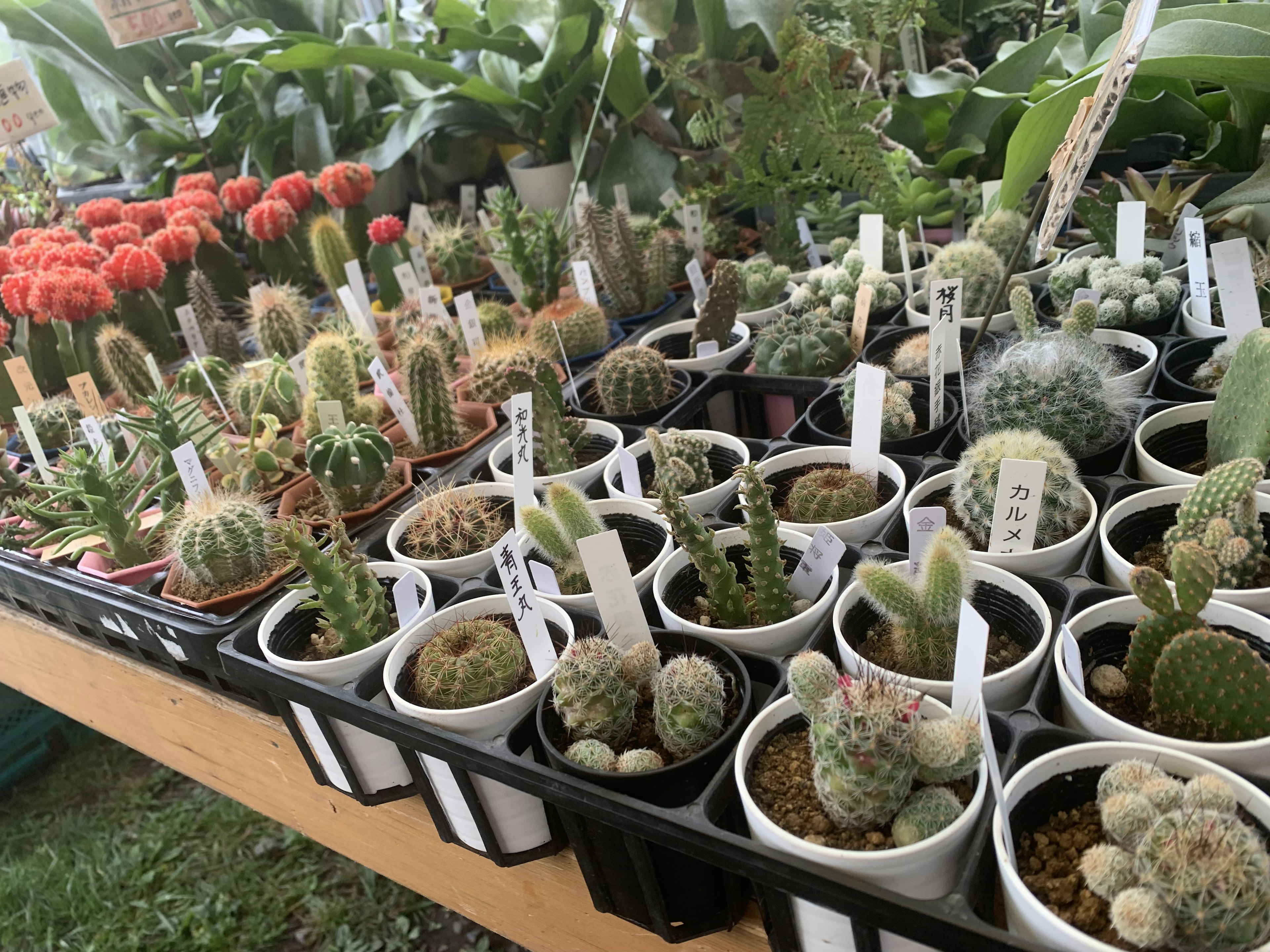 Variedad de cactus exhibidos en un invernadero