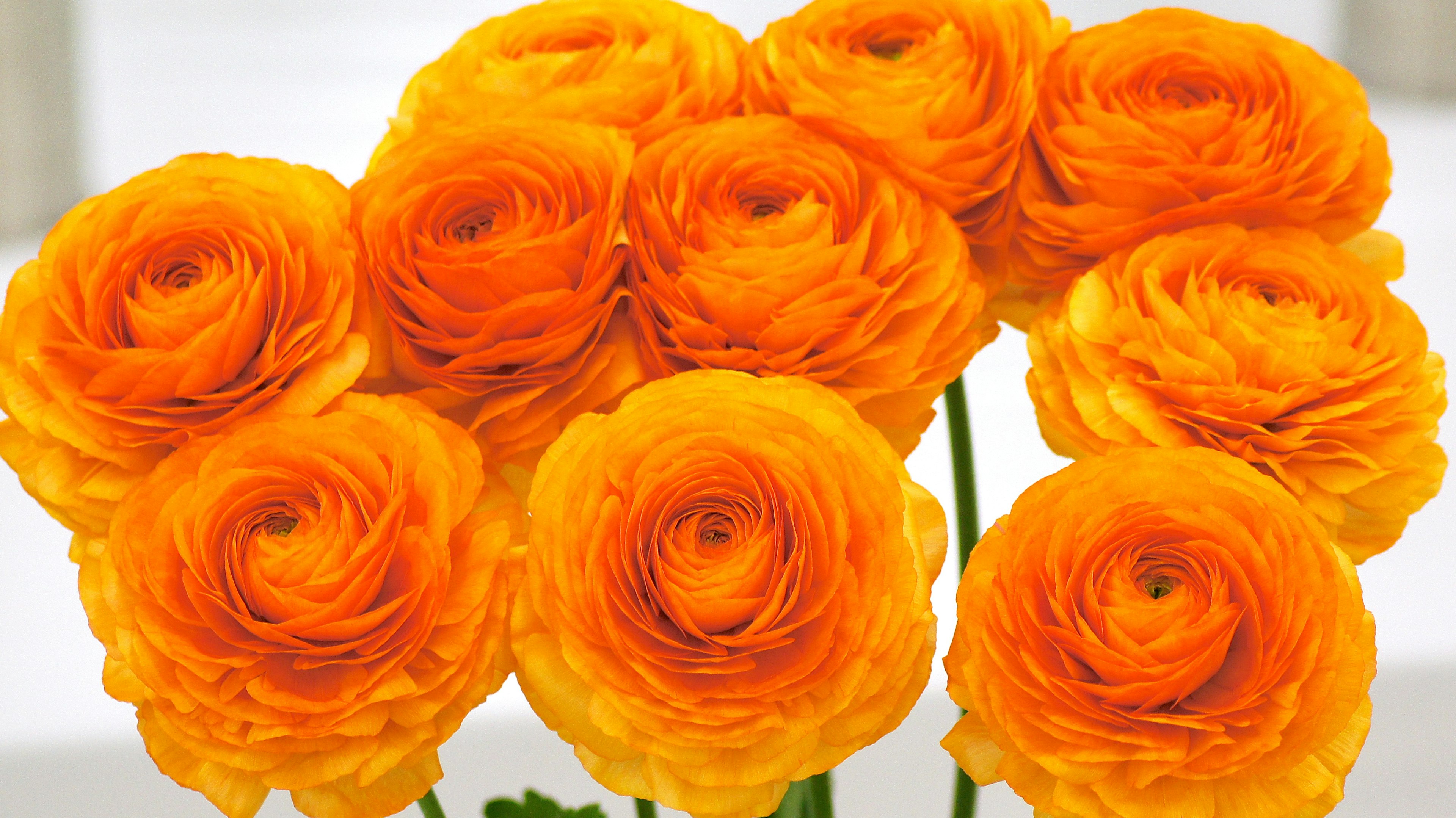 Bouquet ranunculus oranye cerah