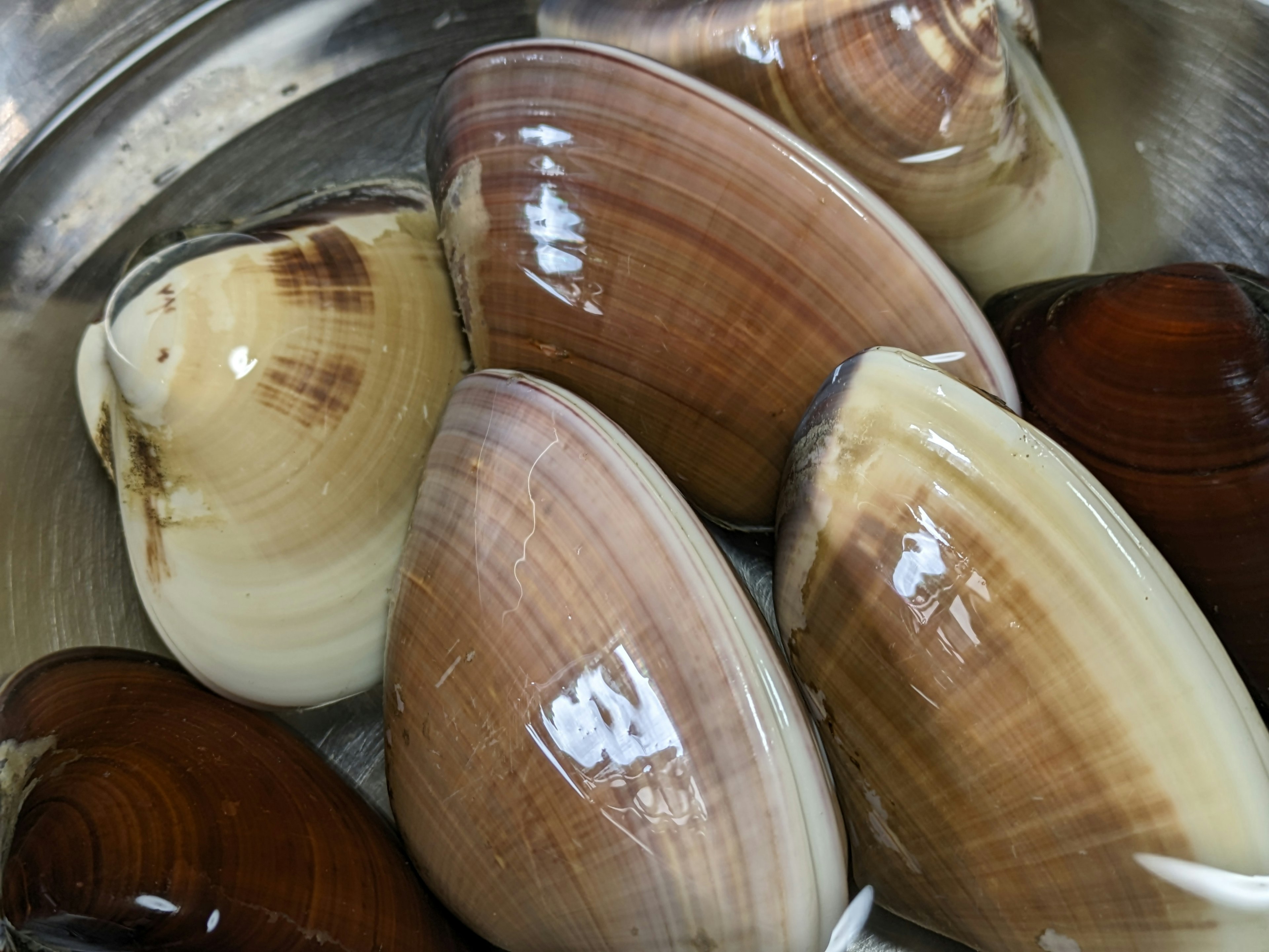 Una varietà di vongole in una pentola con gusci lucidi