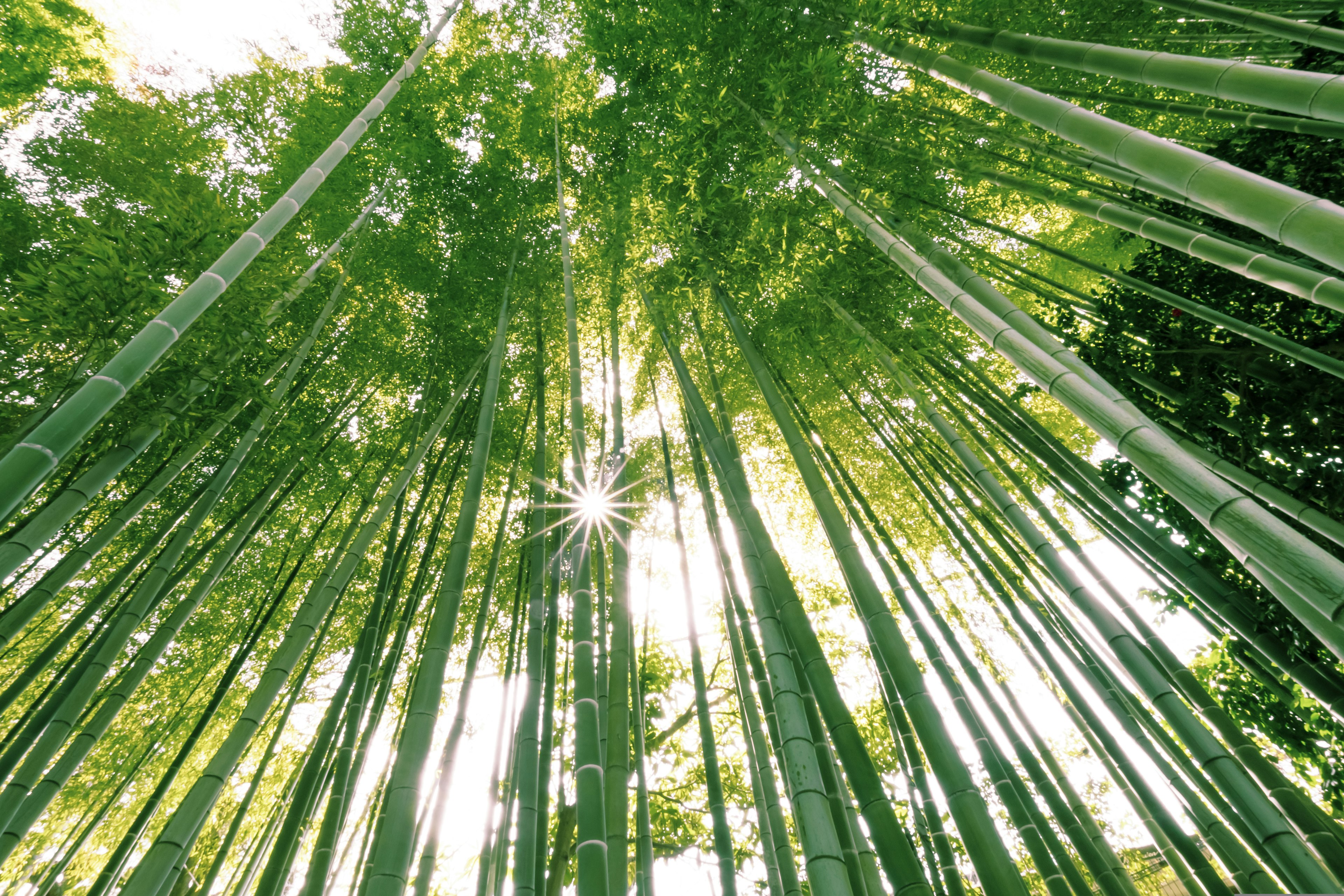 Bosque de bambú exuberante visto desde abajo luz del sol filtrándose