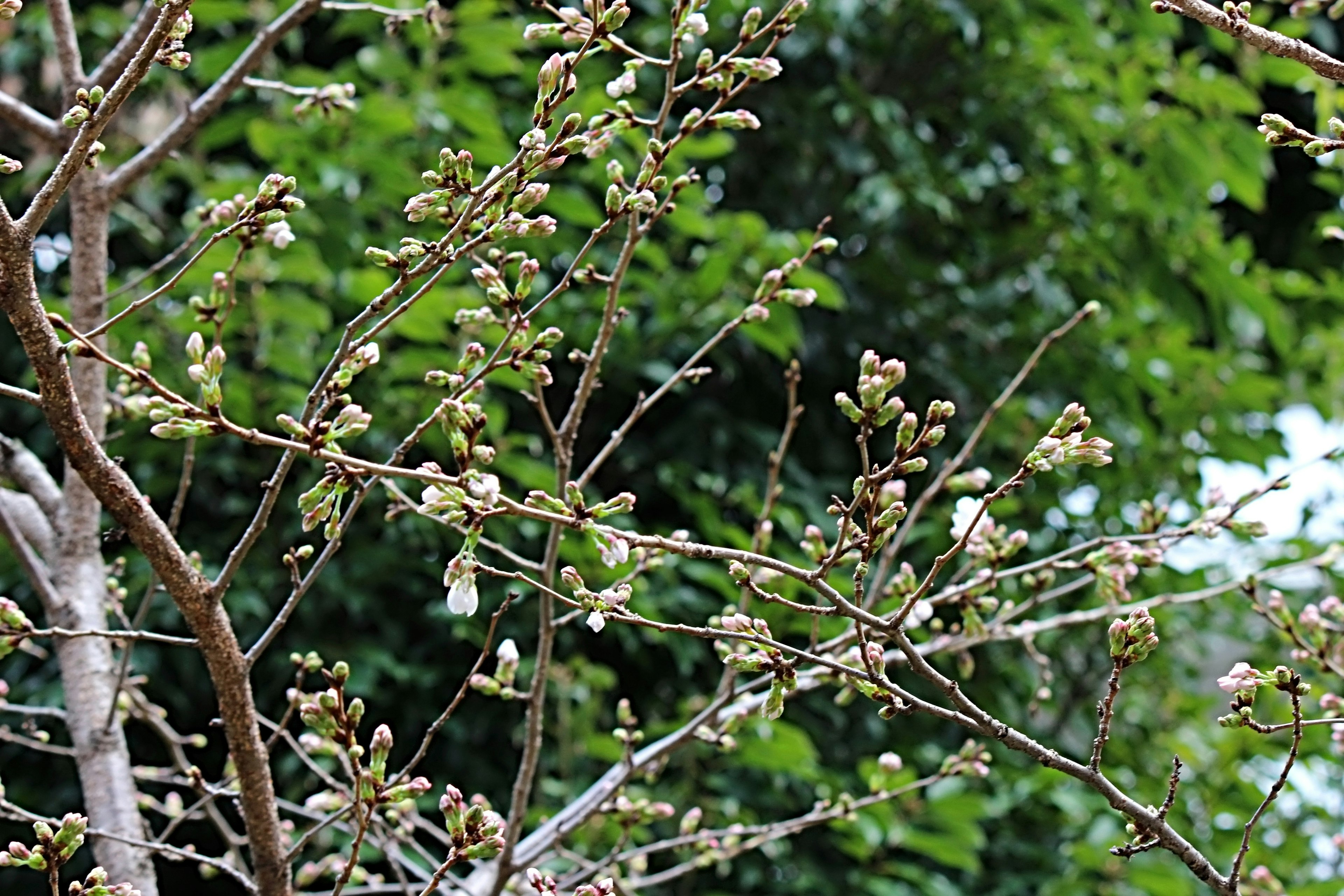 Äste mit Knospen vor grünem Hintergrund