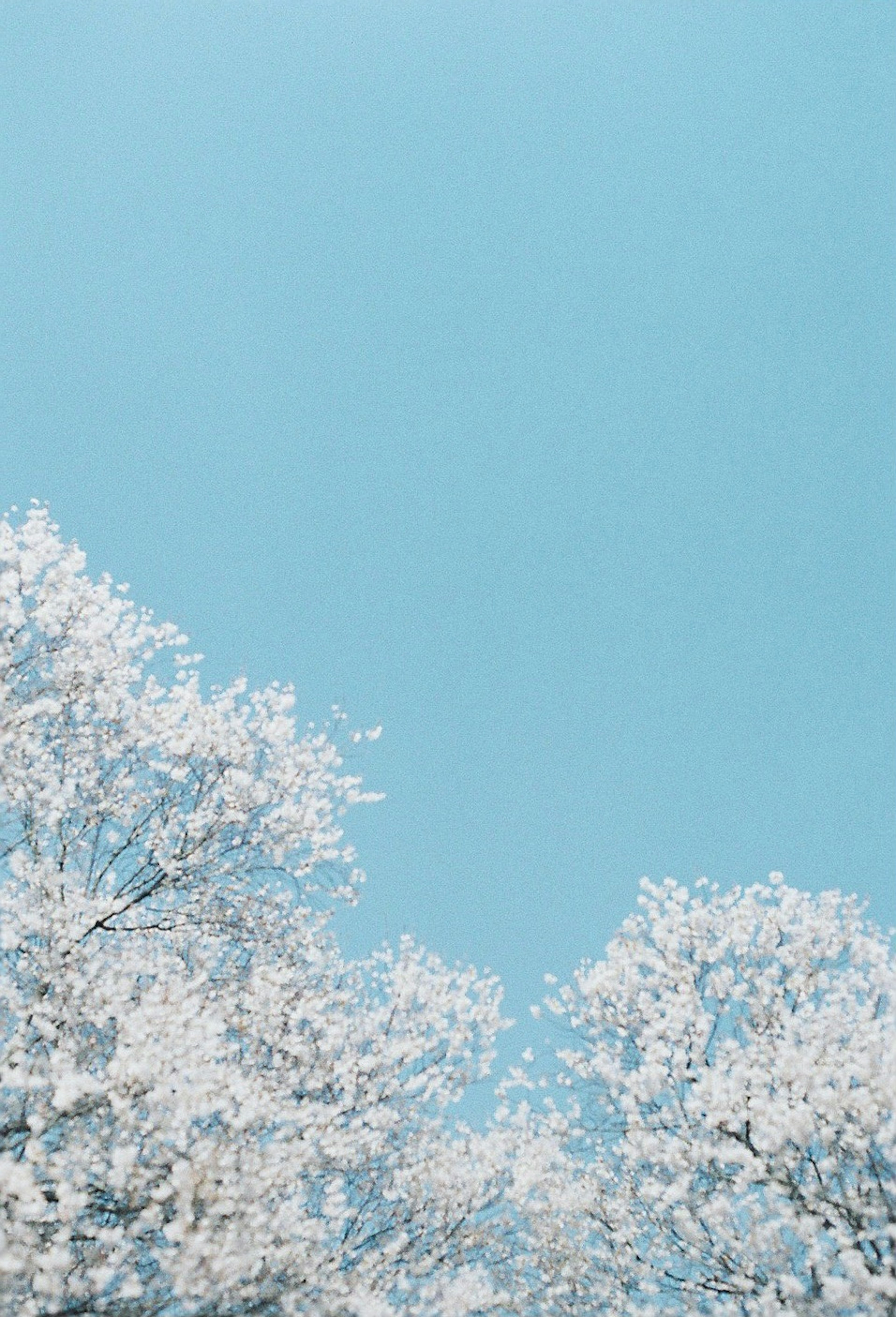 青空に咲く桜の花の枝