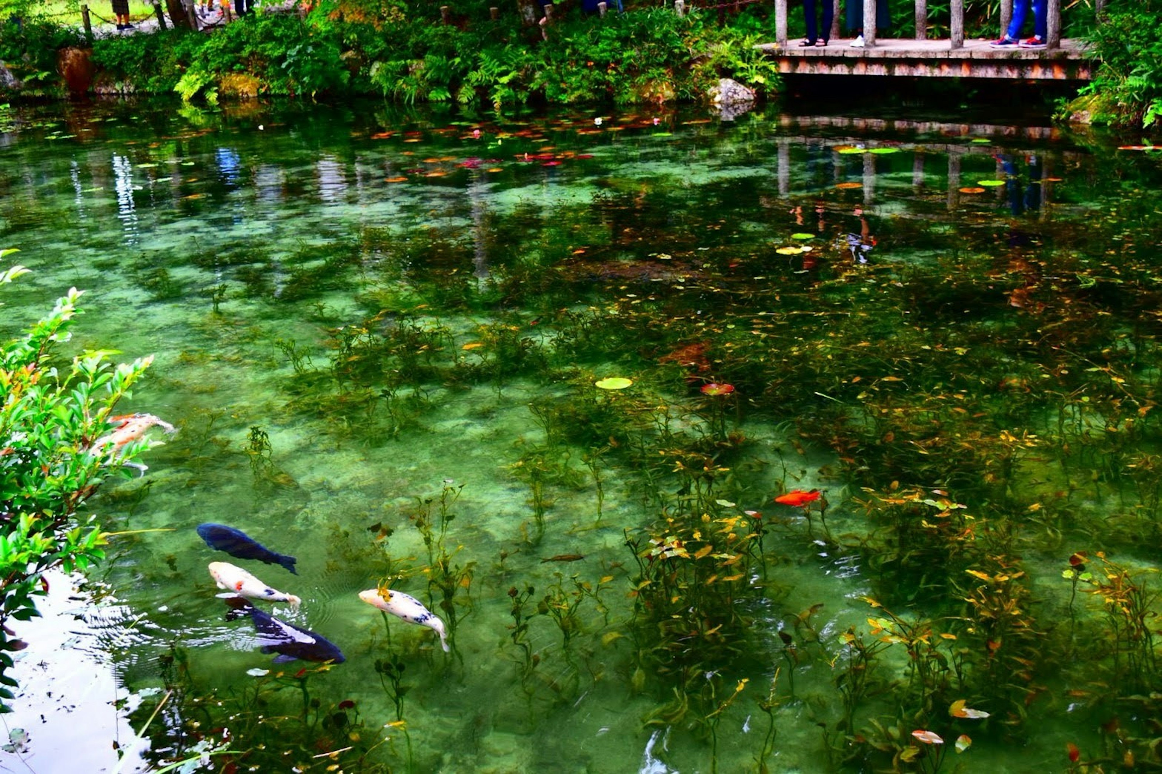 A serene pond with floating leaves and visible fish