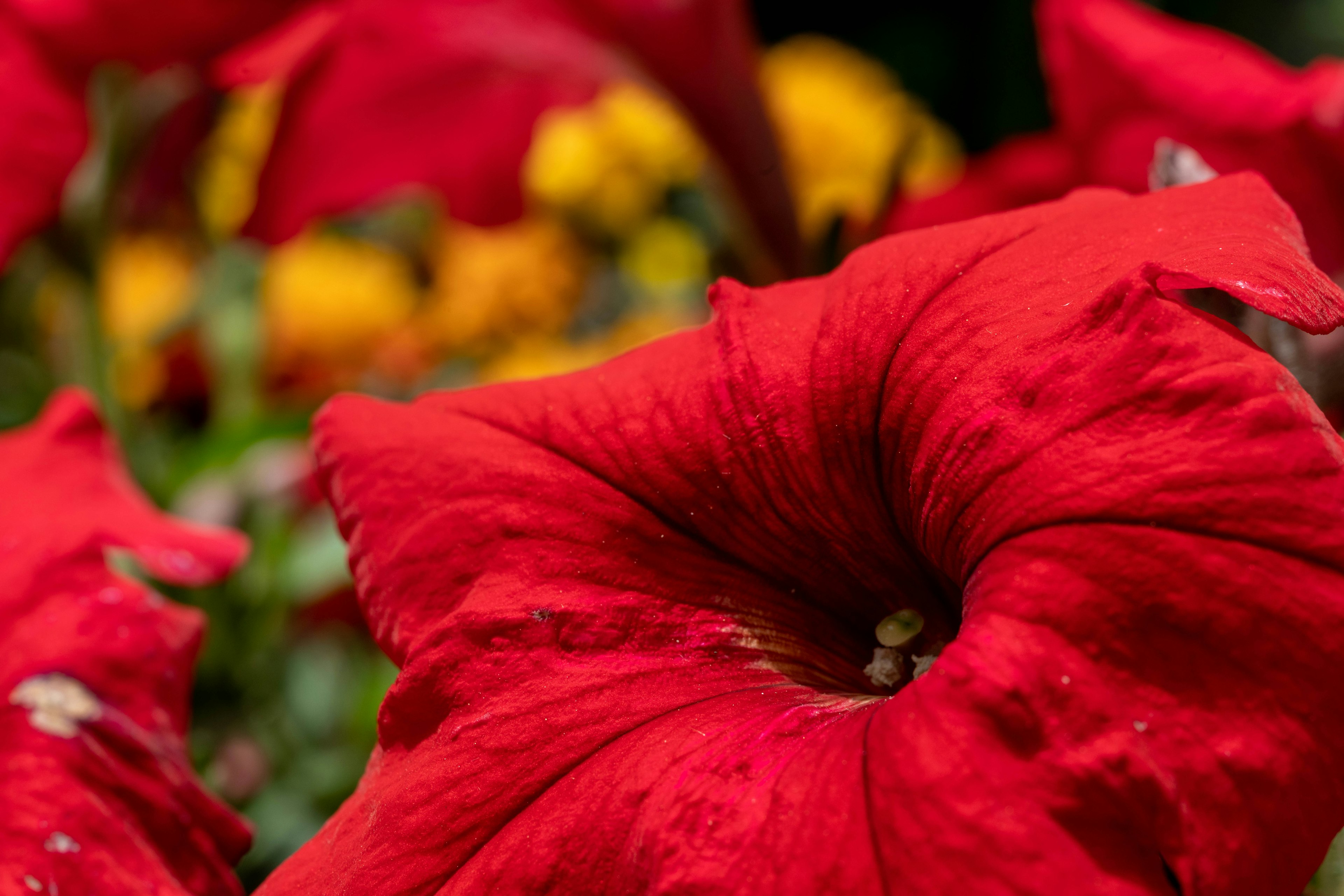 Primo piano di un fiore rosso vibrante con fiori gialli sullo sfondo