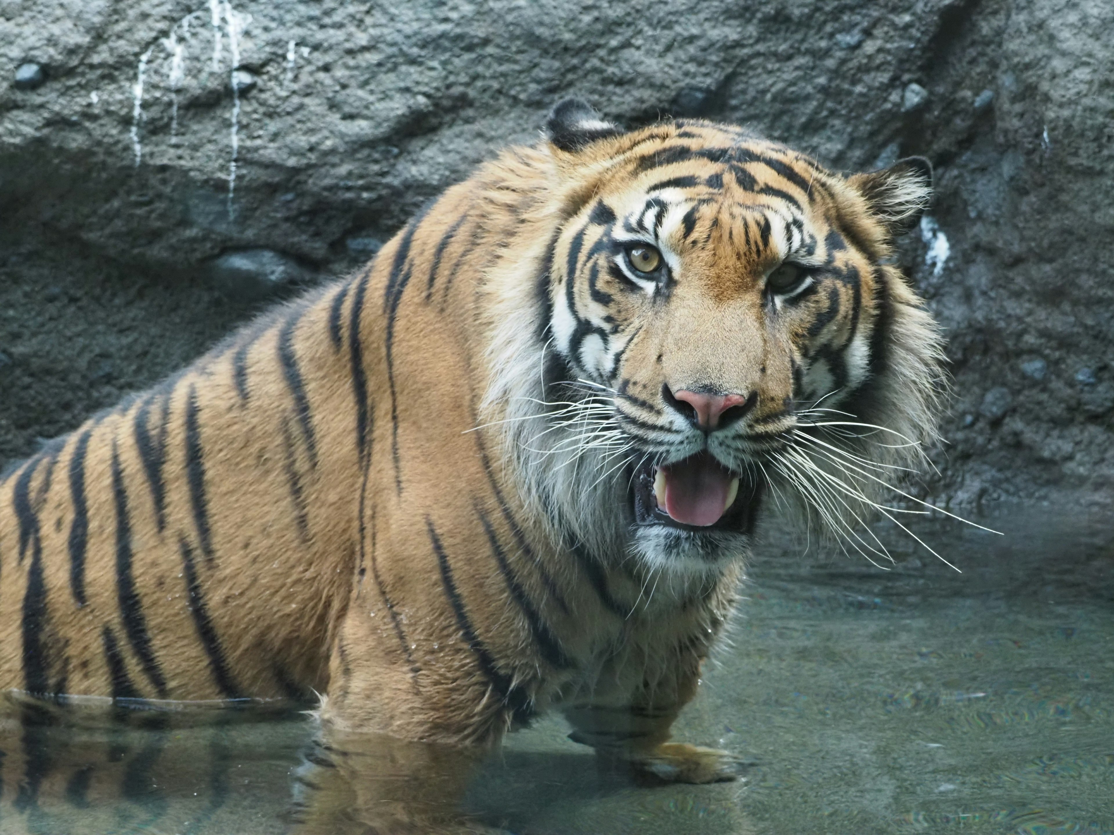 Imagen en primer plano de un tigre en el agua con ojos afilados y rayas distintivas