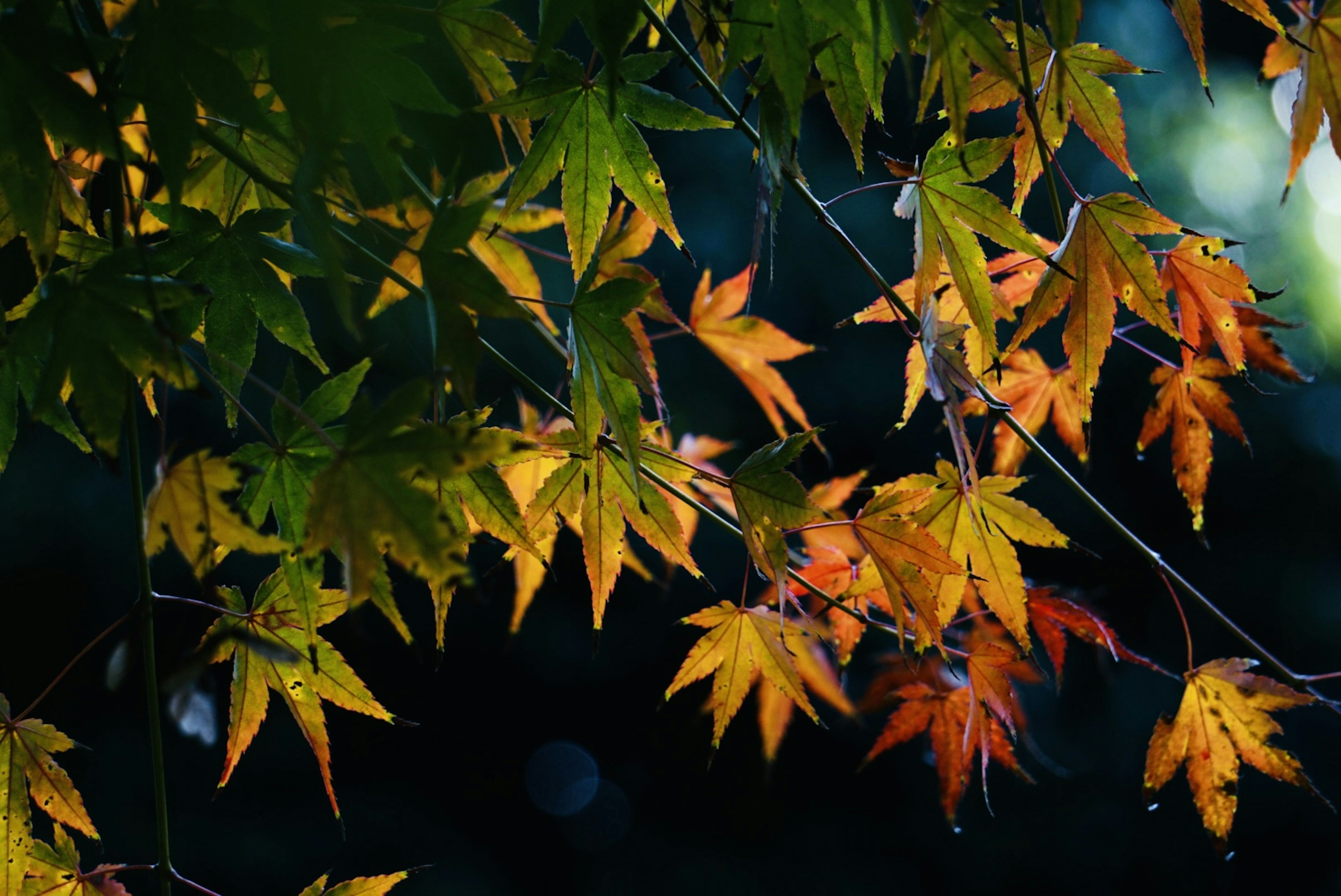 秋の紅葉した葉が青い背景に映えています