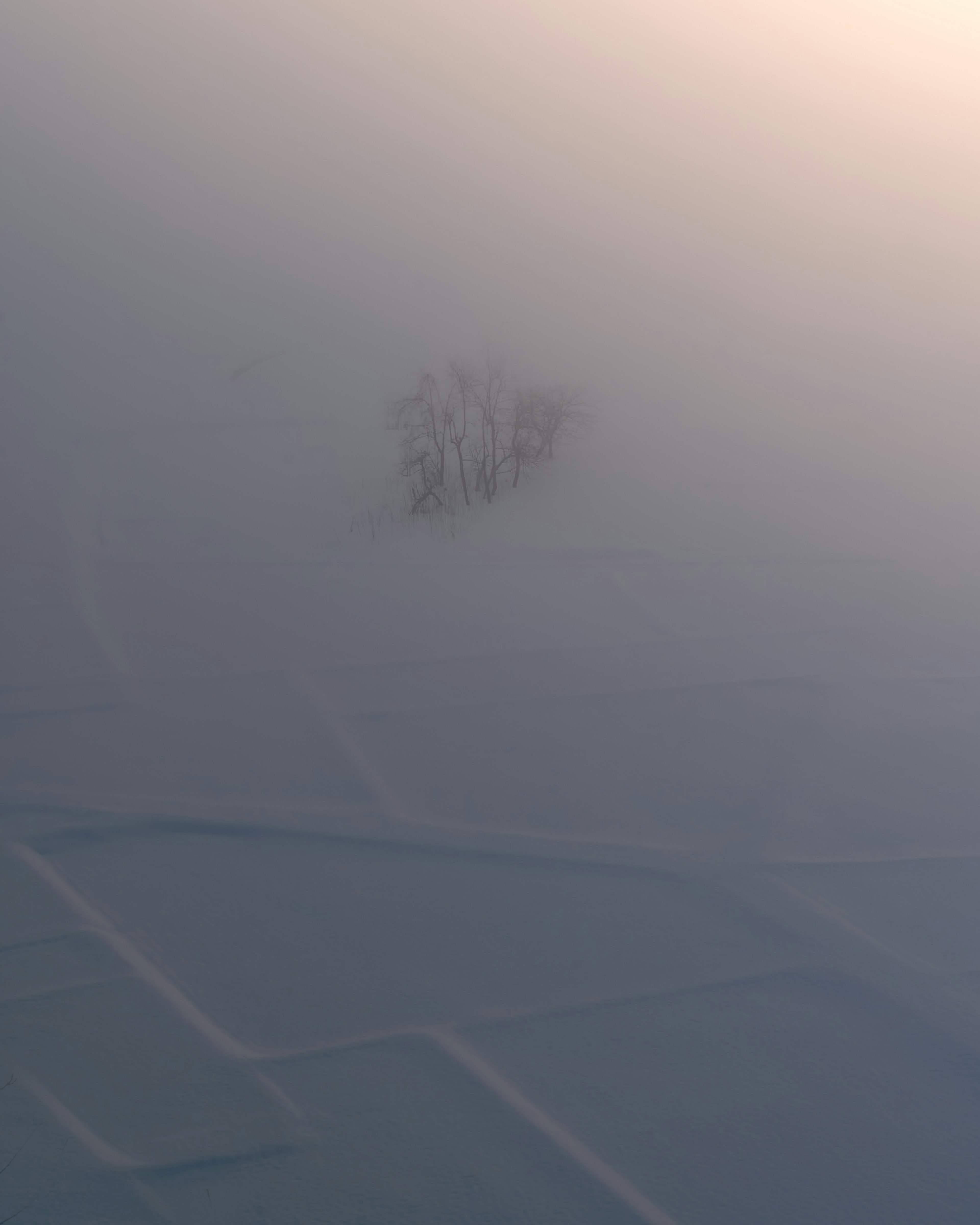 Groupe d'arbres enveloppé dans le brouillard avec des motifs de rizières bleues