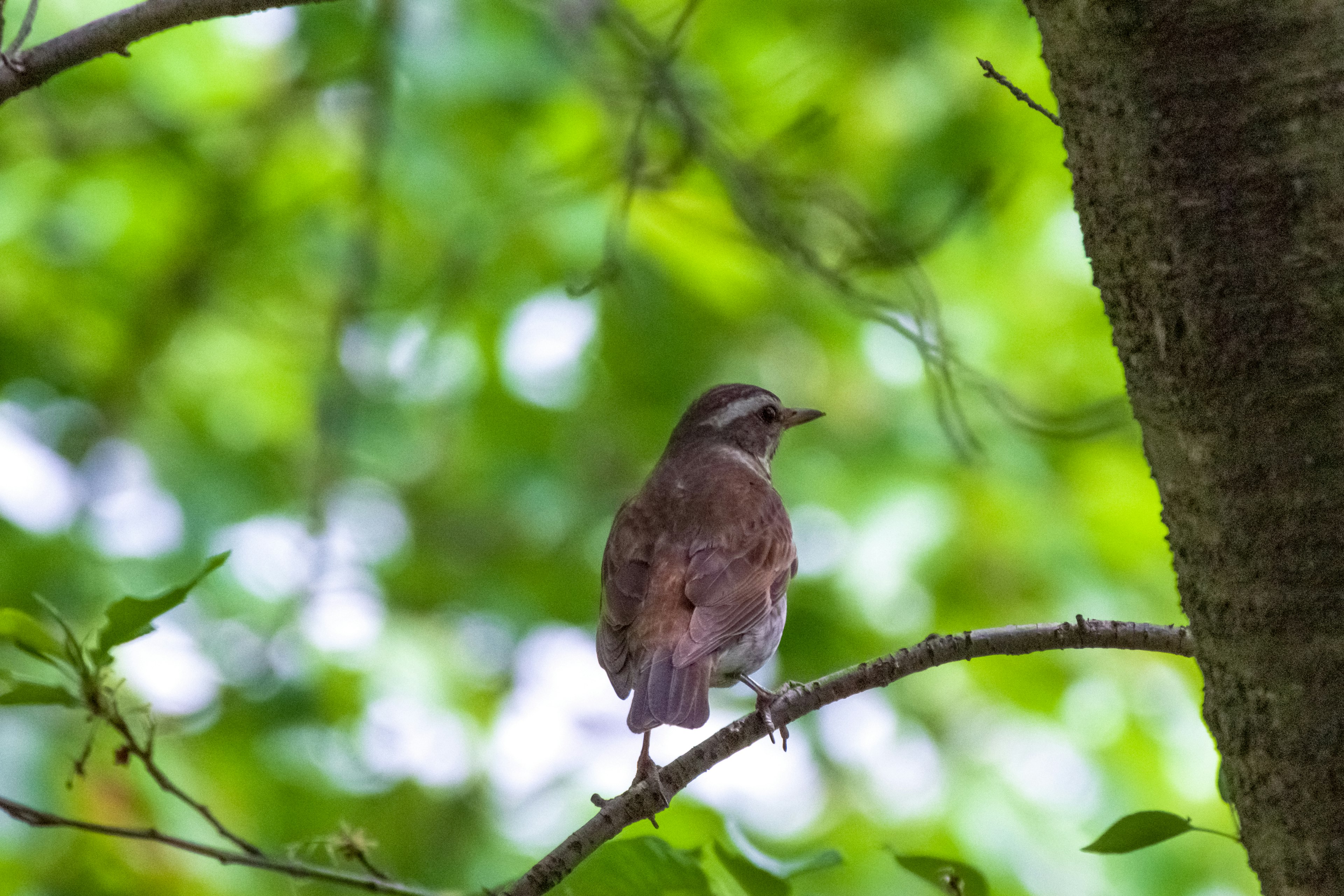 Un petit oiseau perché sur une branche avec un arrière-plan vert flou