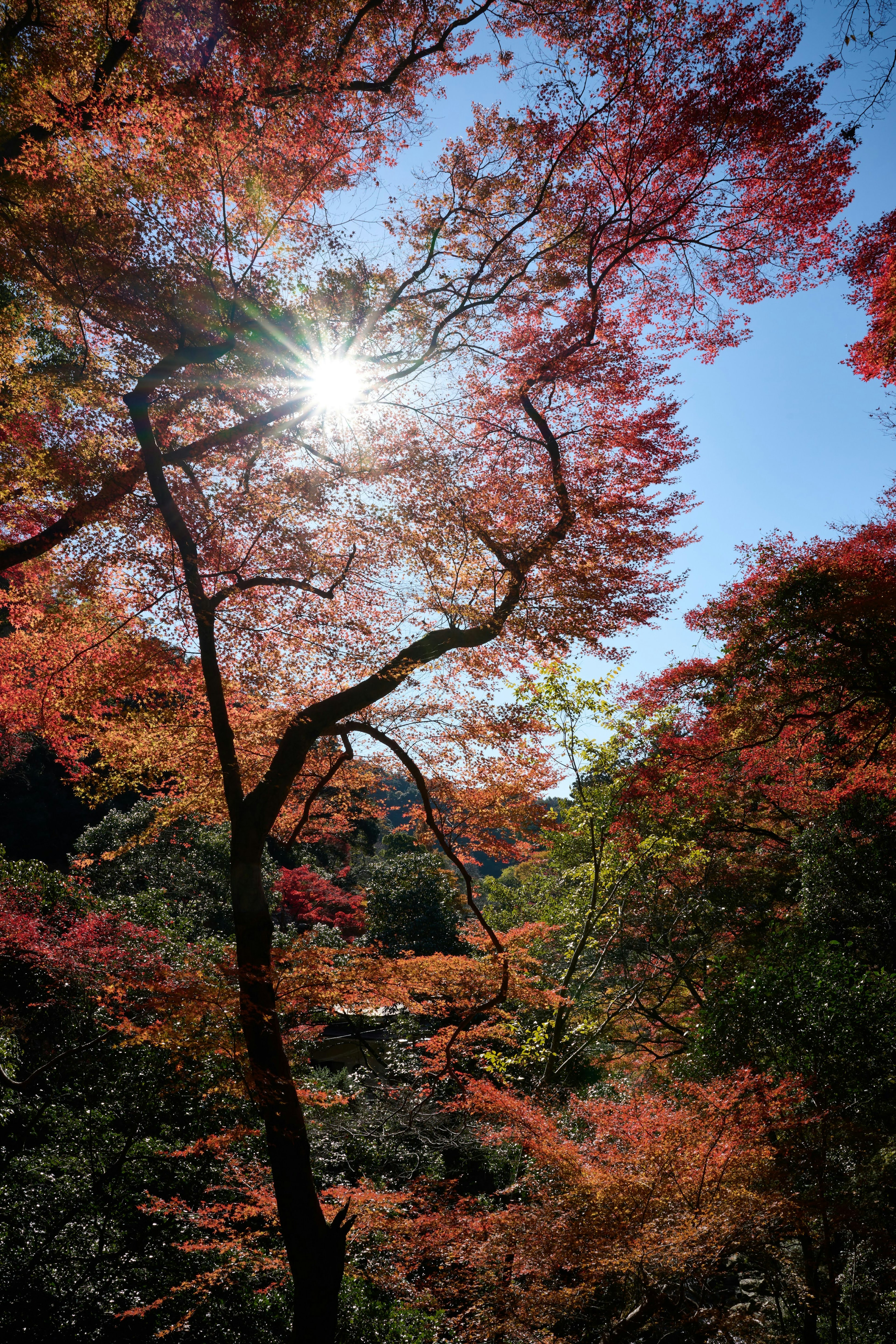 Lumière du soleil filtrant à travers les feuilles d'automne sur des arbres sous un ciel bleu clair