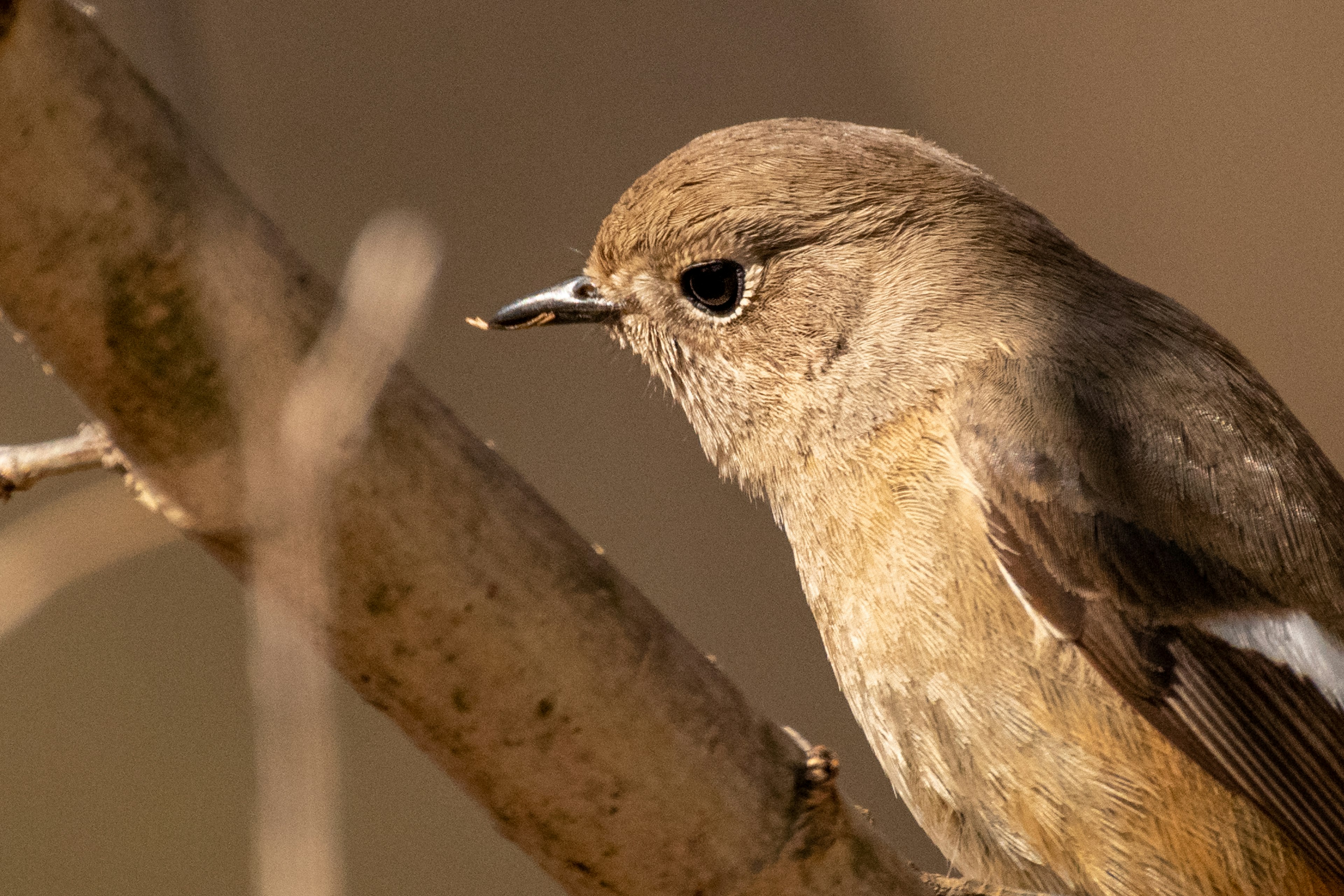 Nahaufnahme eines kleinen braunen Vogels, der auf einem Ast sitzt