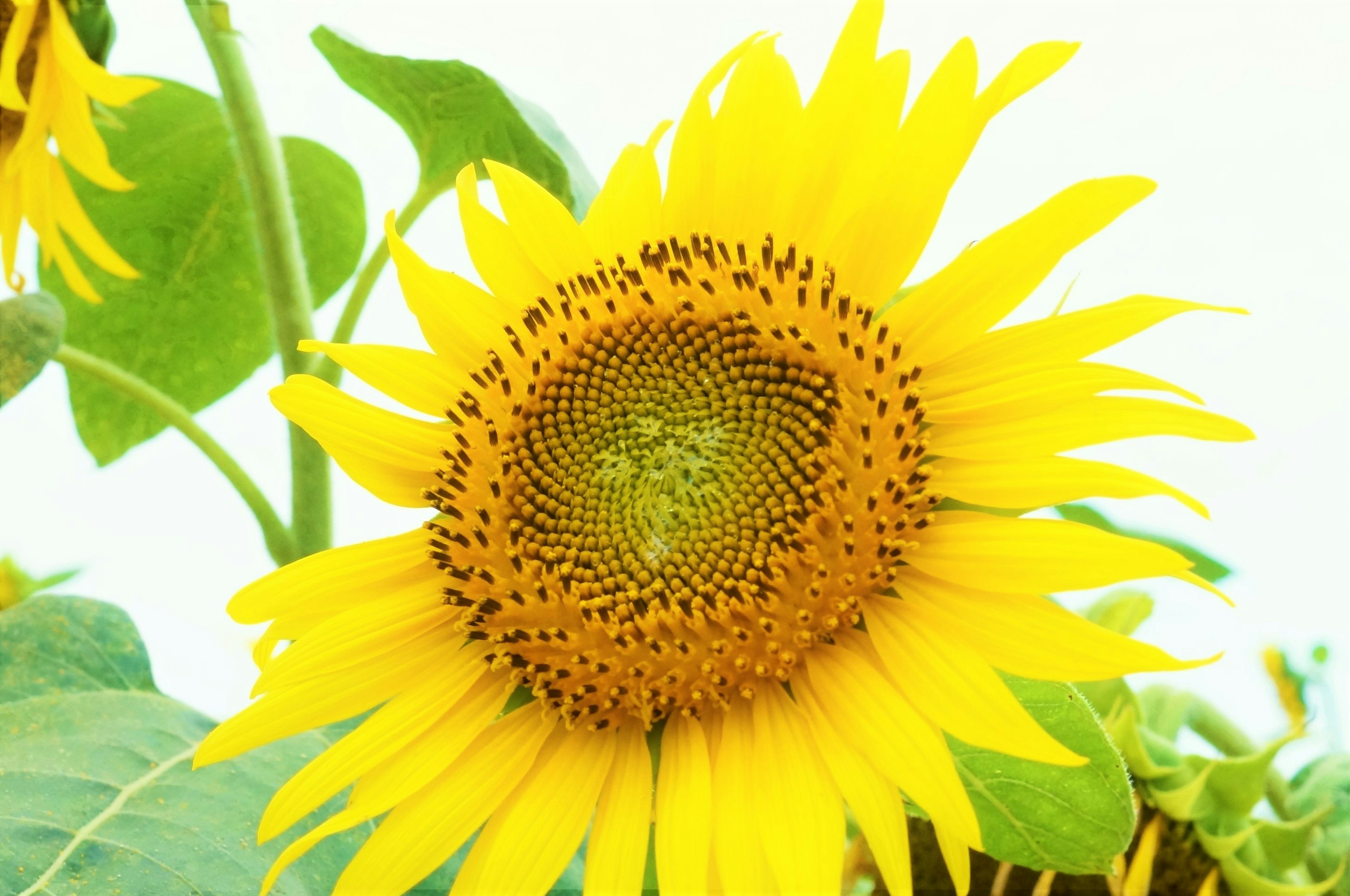 鮮やかな黄色のひまわりの花が中心にあり、周囲には緑の葉が見える