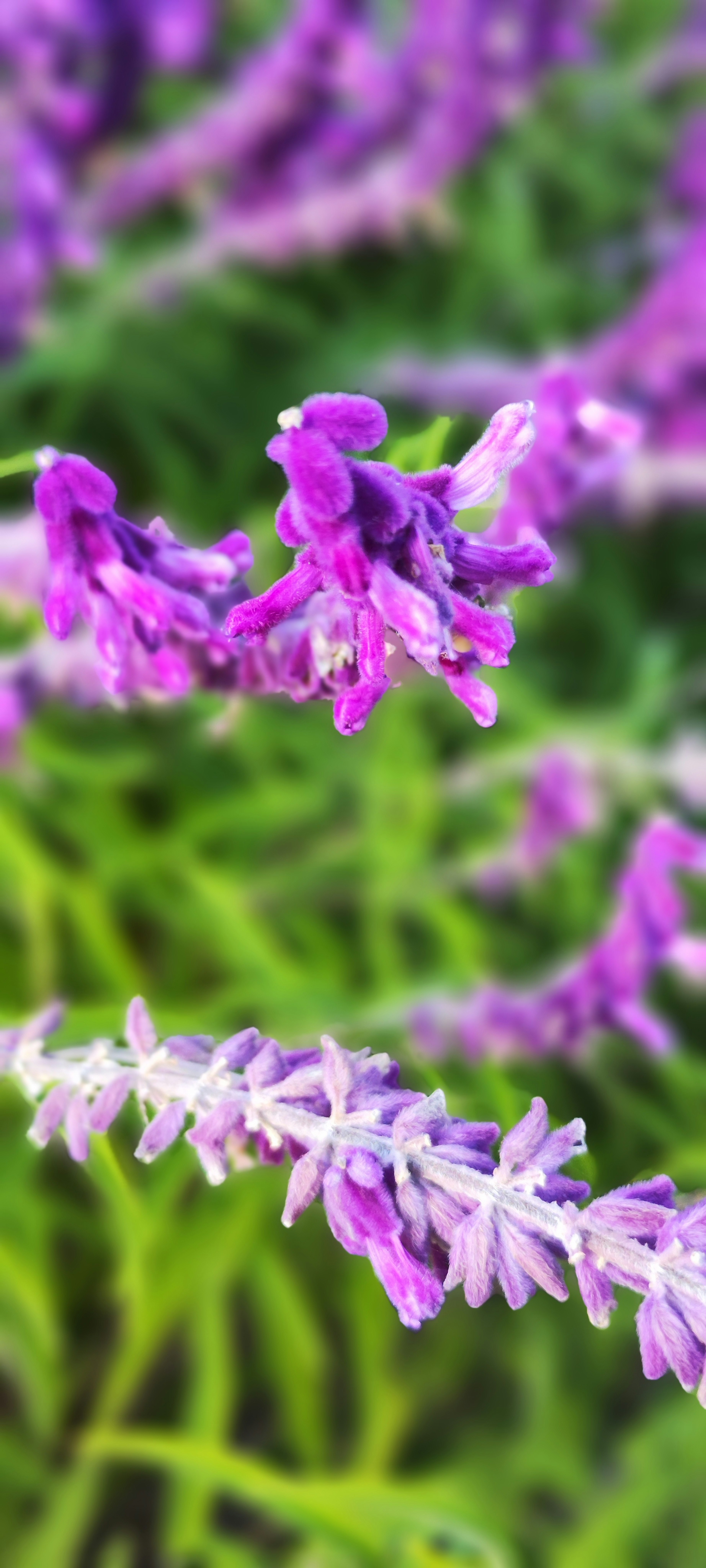 Lebendige lila Blumen, die vor einem grünen Hintergrund blühen