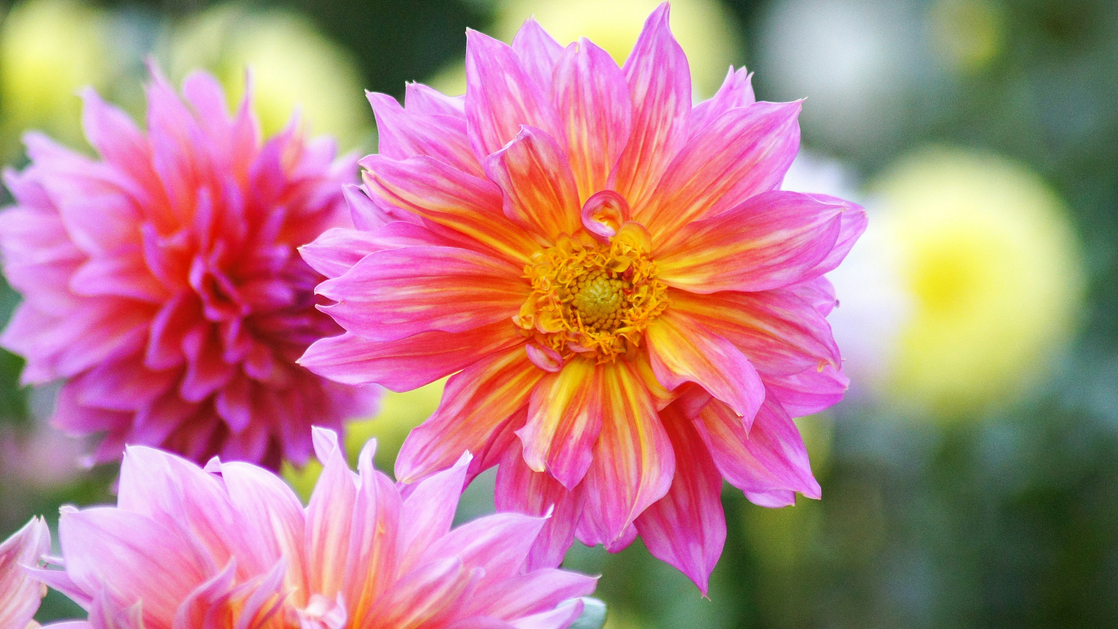 Flores de dalia rosas y naranjas vibrantes en flor